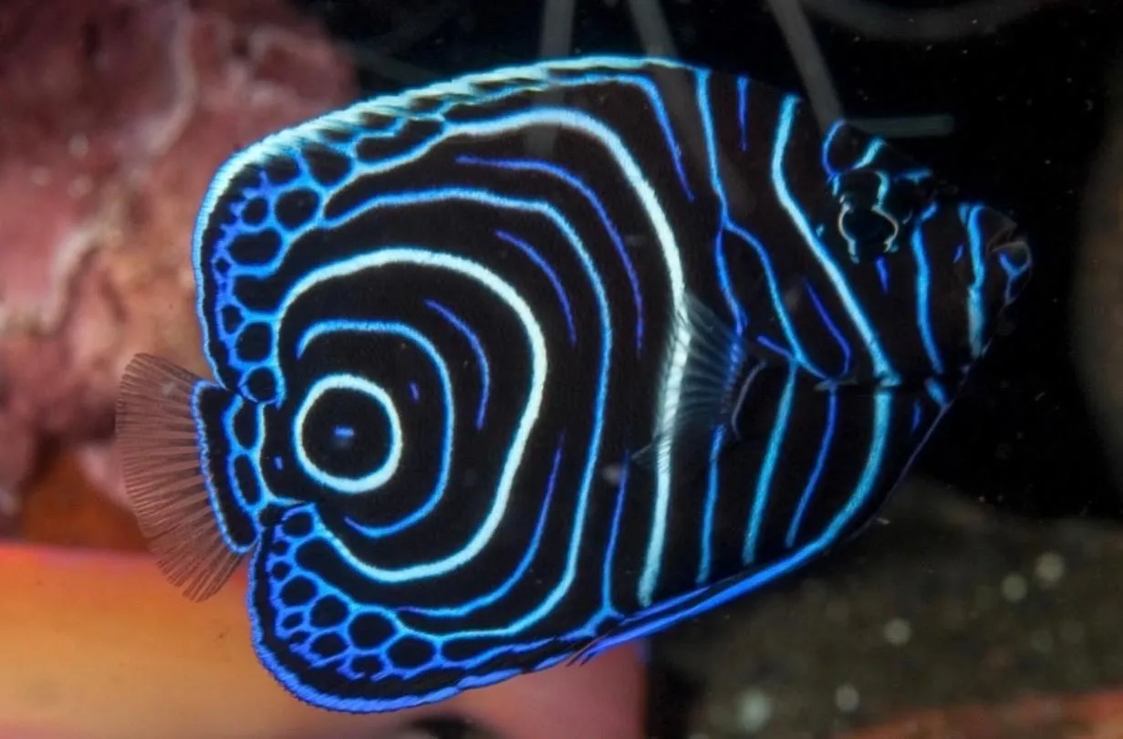 HA'APAI, TONGA  - ELUSIVE SEARCHES