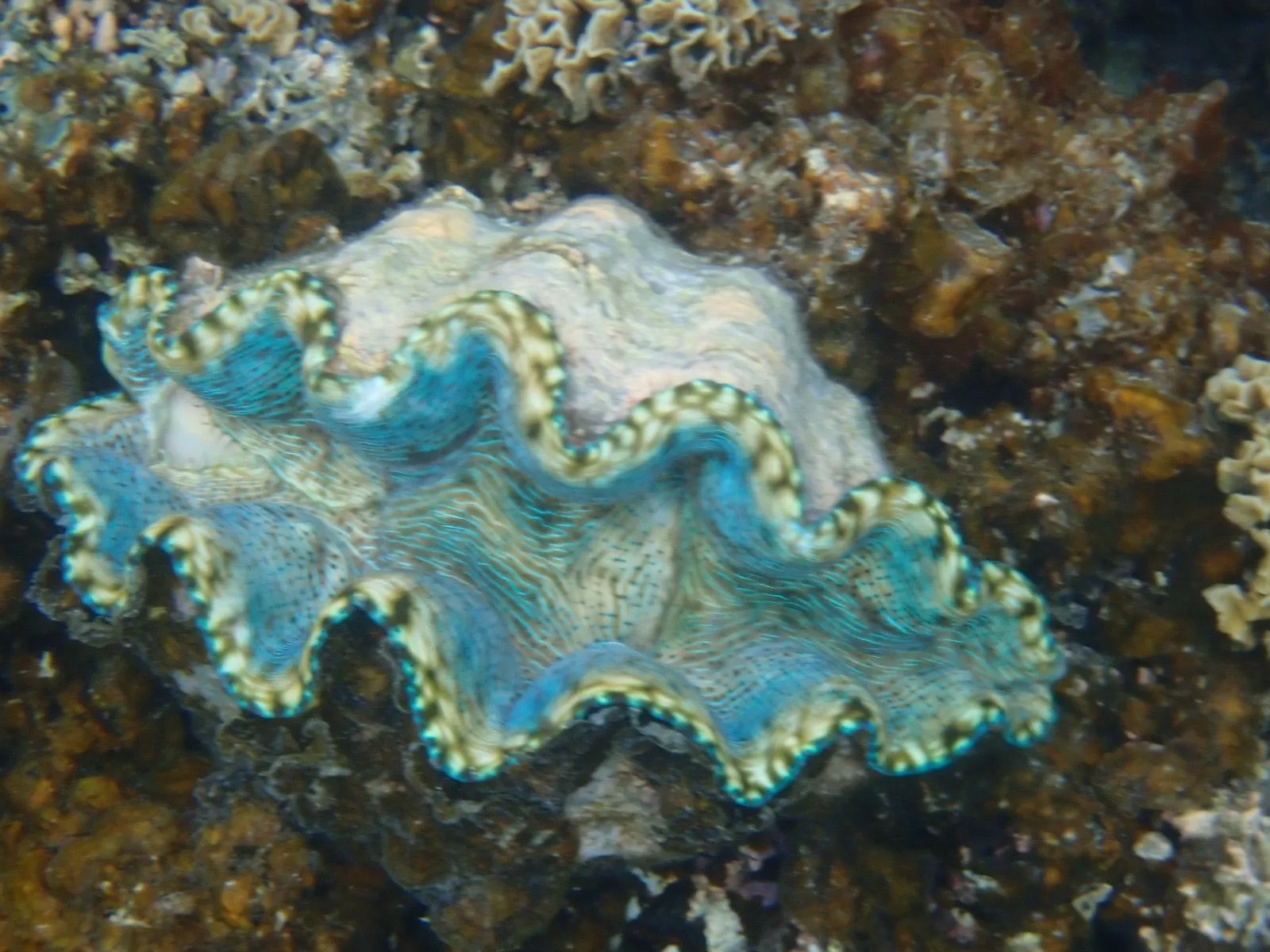 SAVAIA, LEFAGA, UPOLU ISLAND, SAMOA