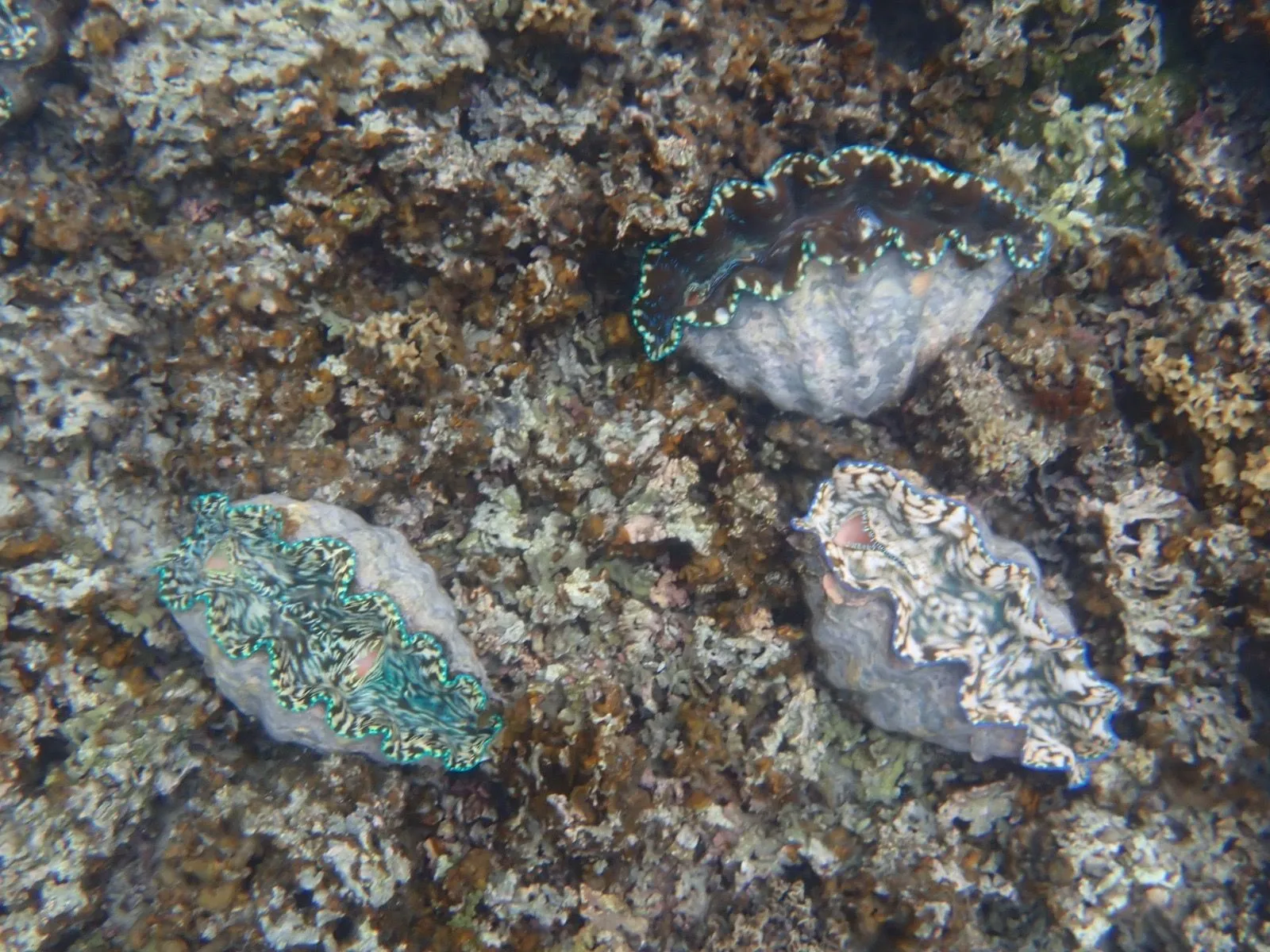 SAVAIA, LEFAGA, UPOLU ISLAND, SAMOA