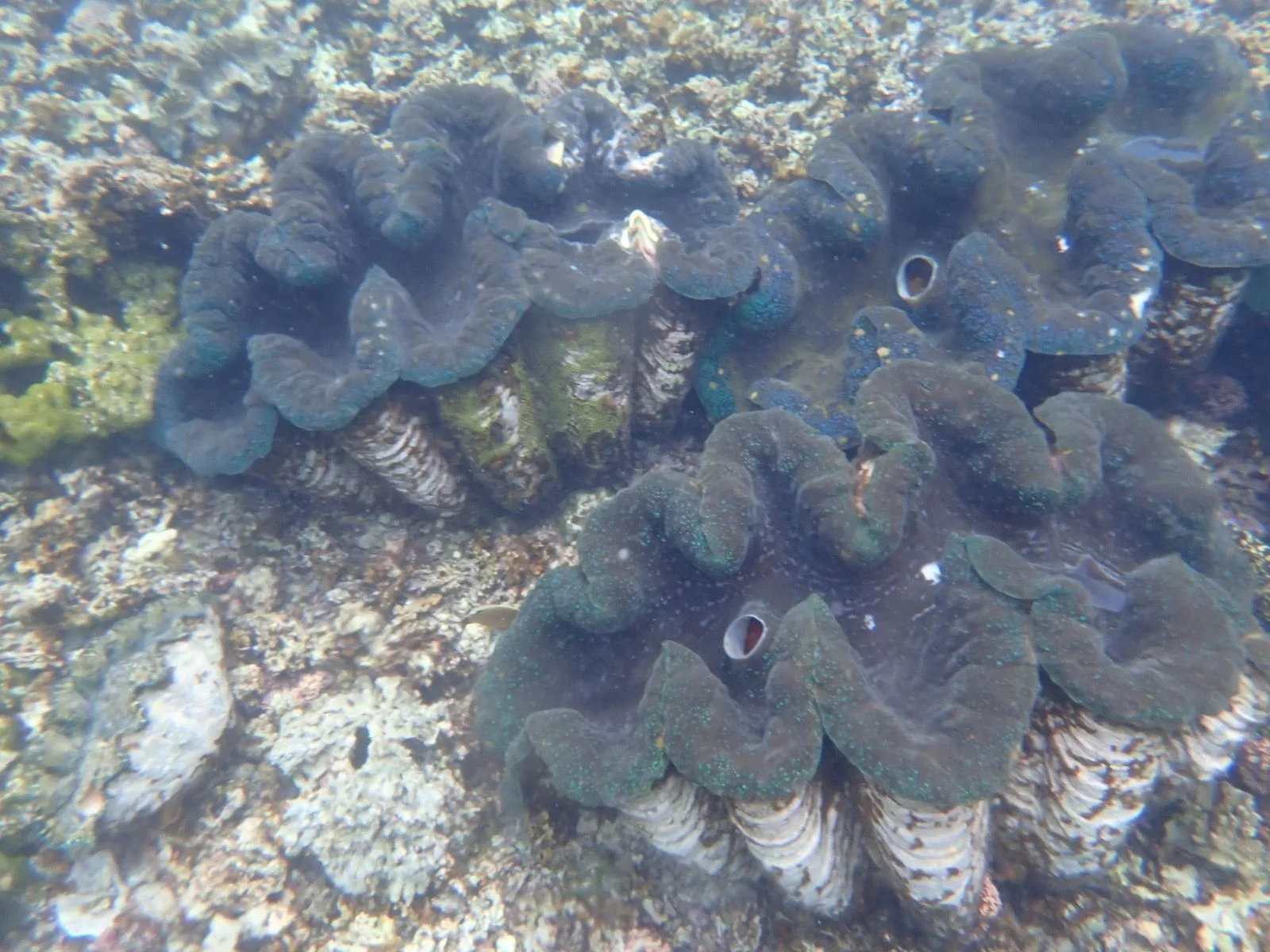 SAVAIA, LEFAGA, UPOLU ISLAND, SAMOA