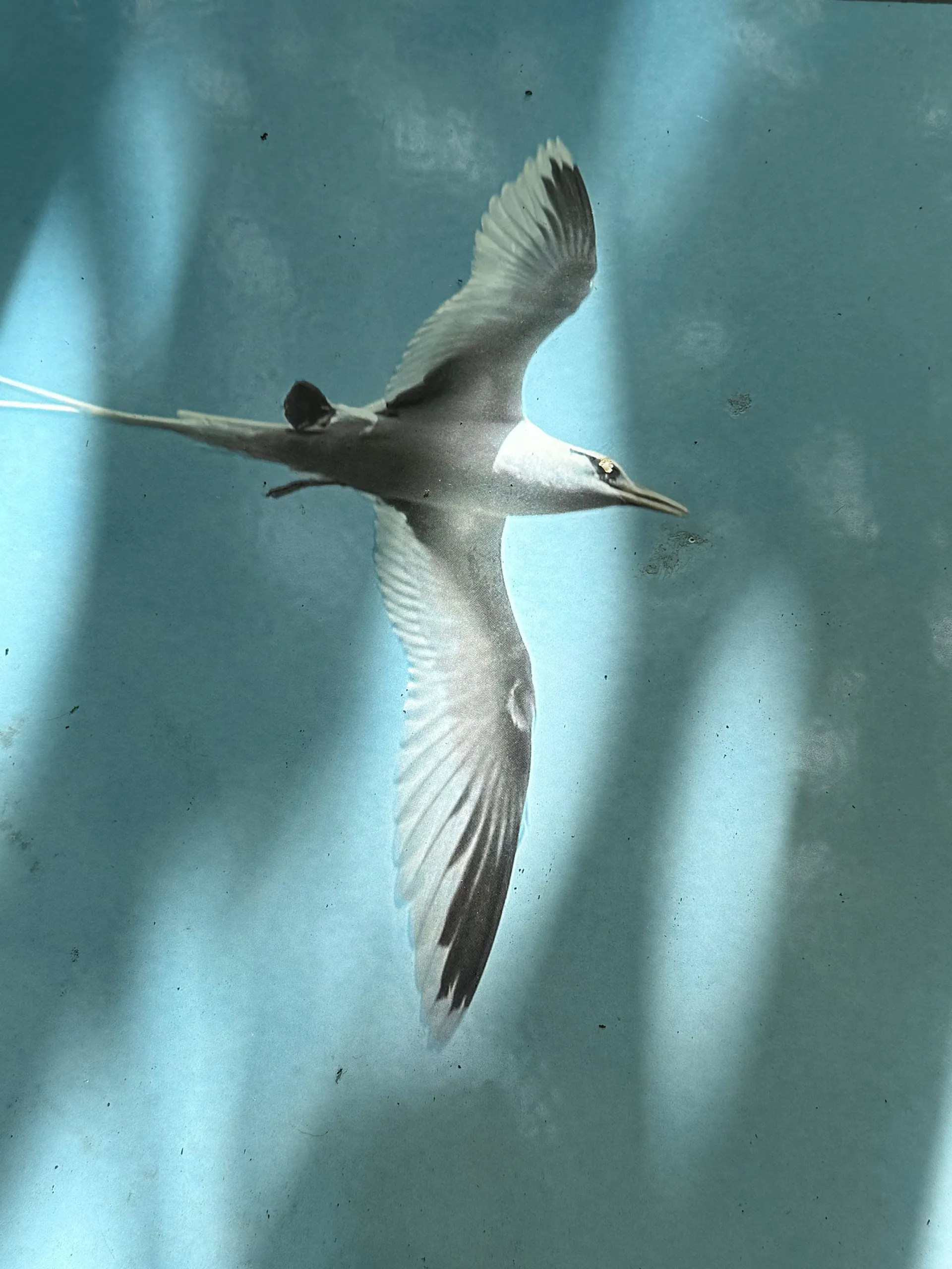 NATIONAL PARK OF AMERICA SAMOA, TUTUILA ISLAND