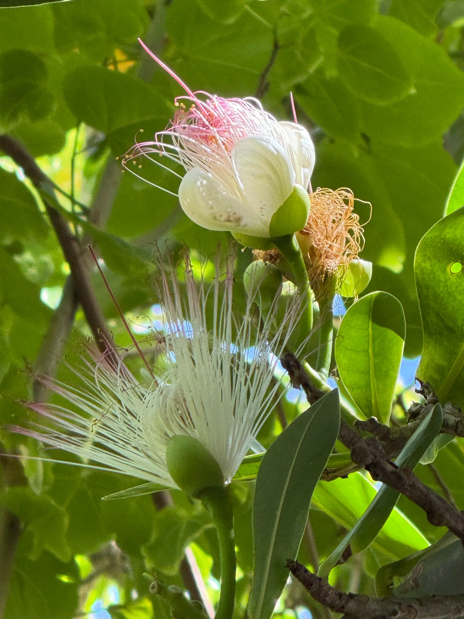 NATIONAL PARK OF AMERICA SAMOA, TUTUILA ISLAND