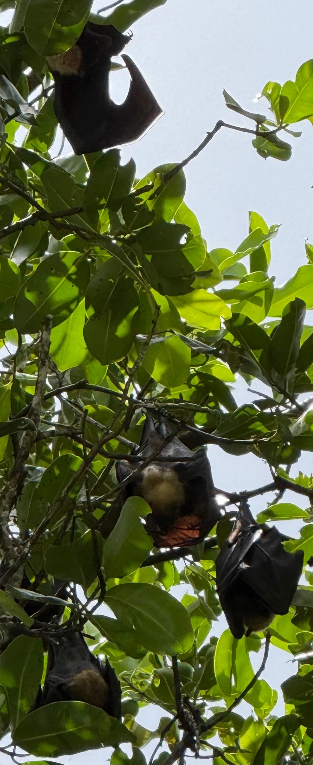 NATIONAL PARK OF AMERICA SAMOA, TUTUILA ISLAND