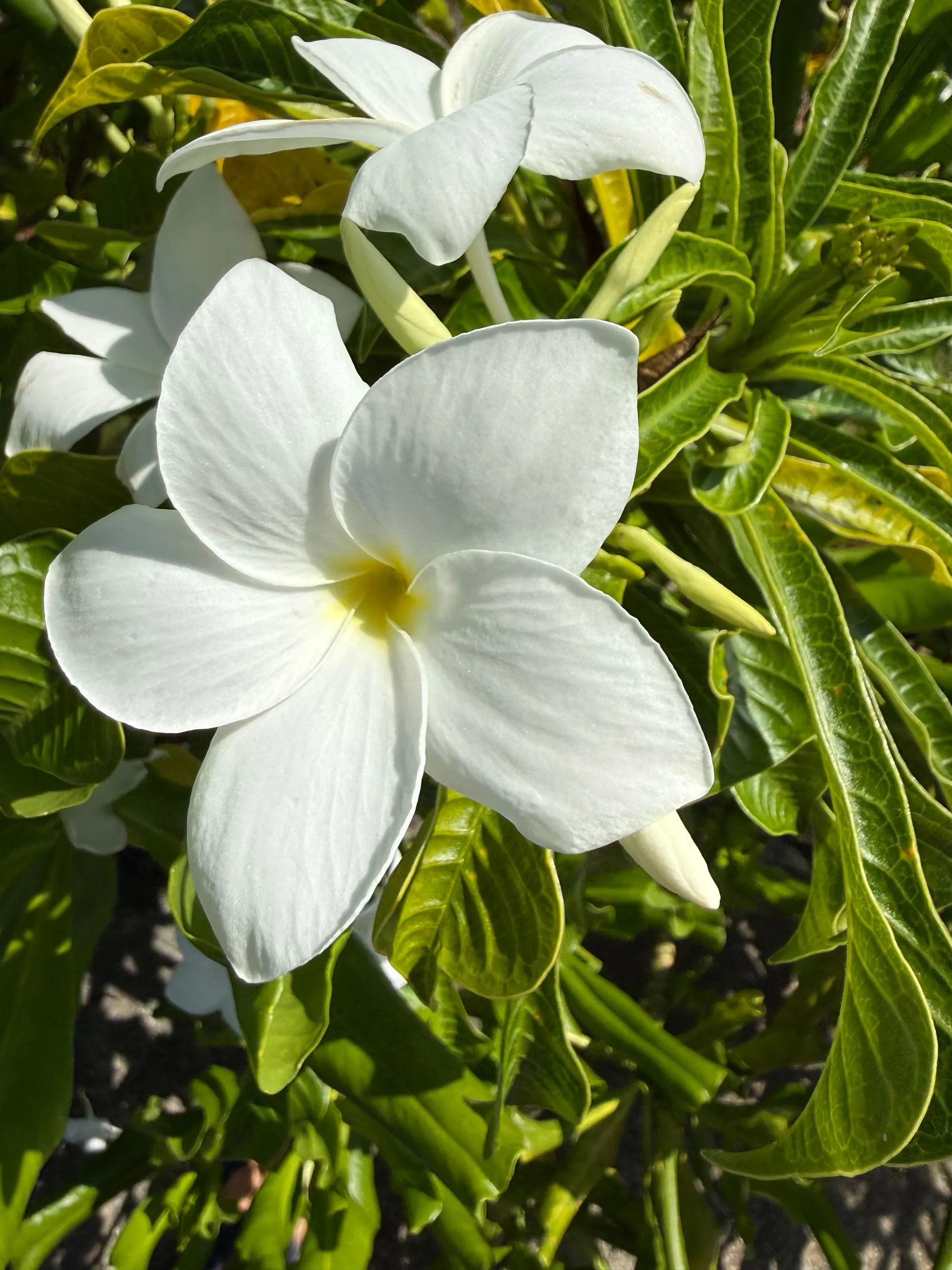 BORA BORA, FRENCH POLYNESIA