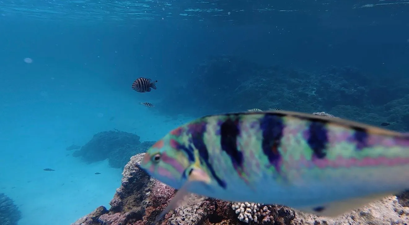 BORA BORA, FRENCH POLYNESIA - UNDER WATER