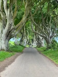 Dark Hedges