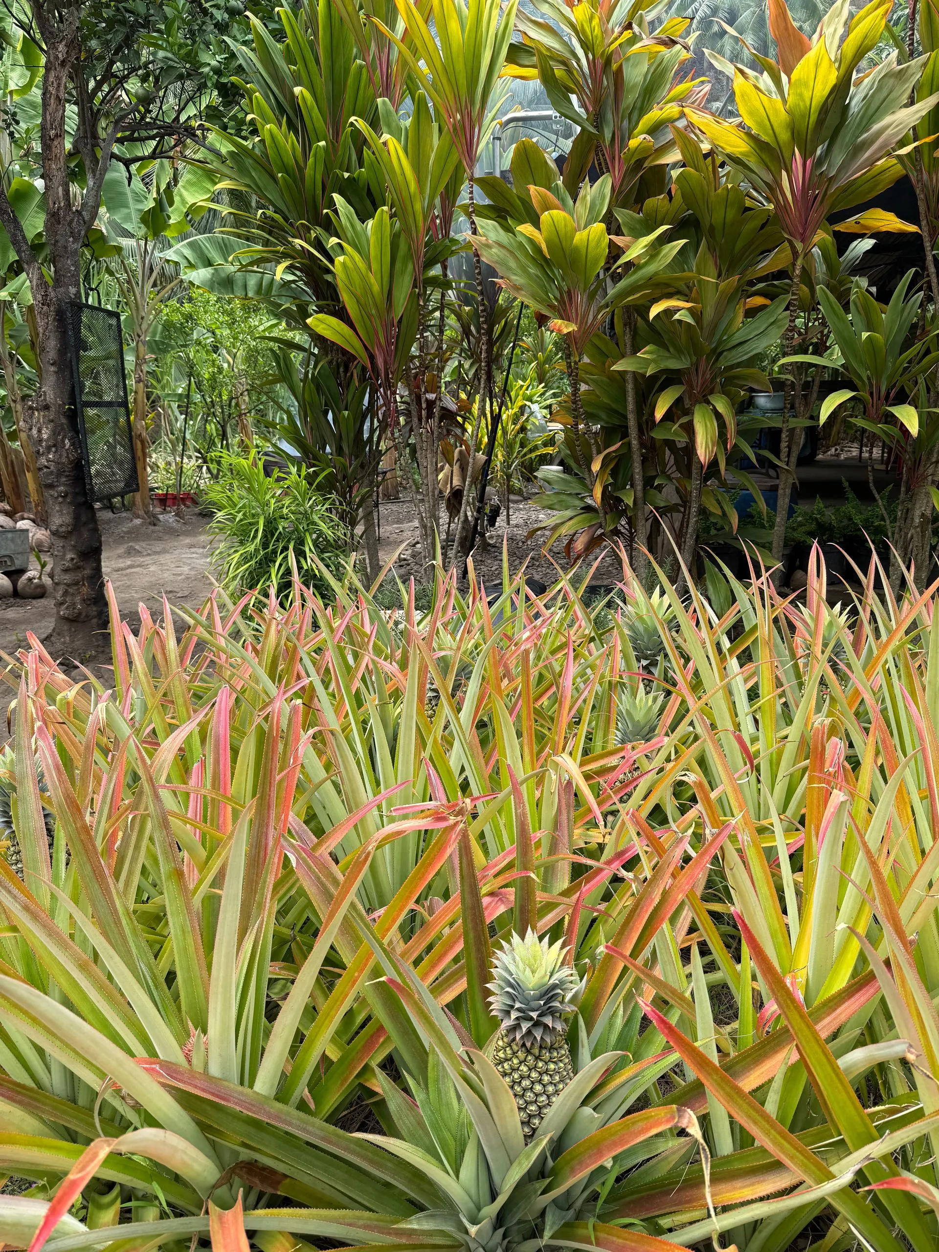 HAKAUI VALLEY, NUKU HIVA, FRENCH POLYNESIA