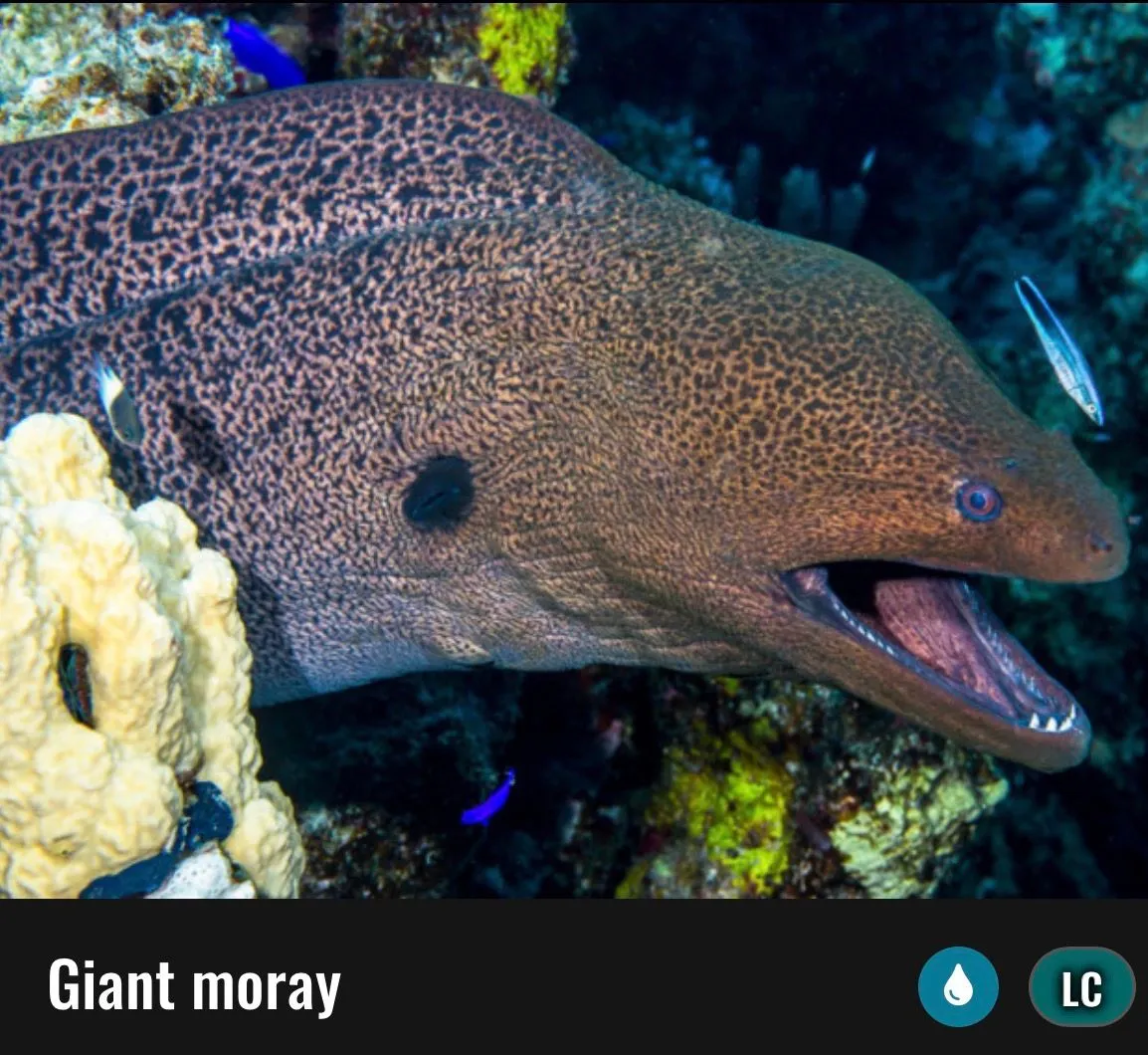 RANGIROA, FRENCH POLYNESIA - More Drift Snorkeling