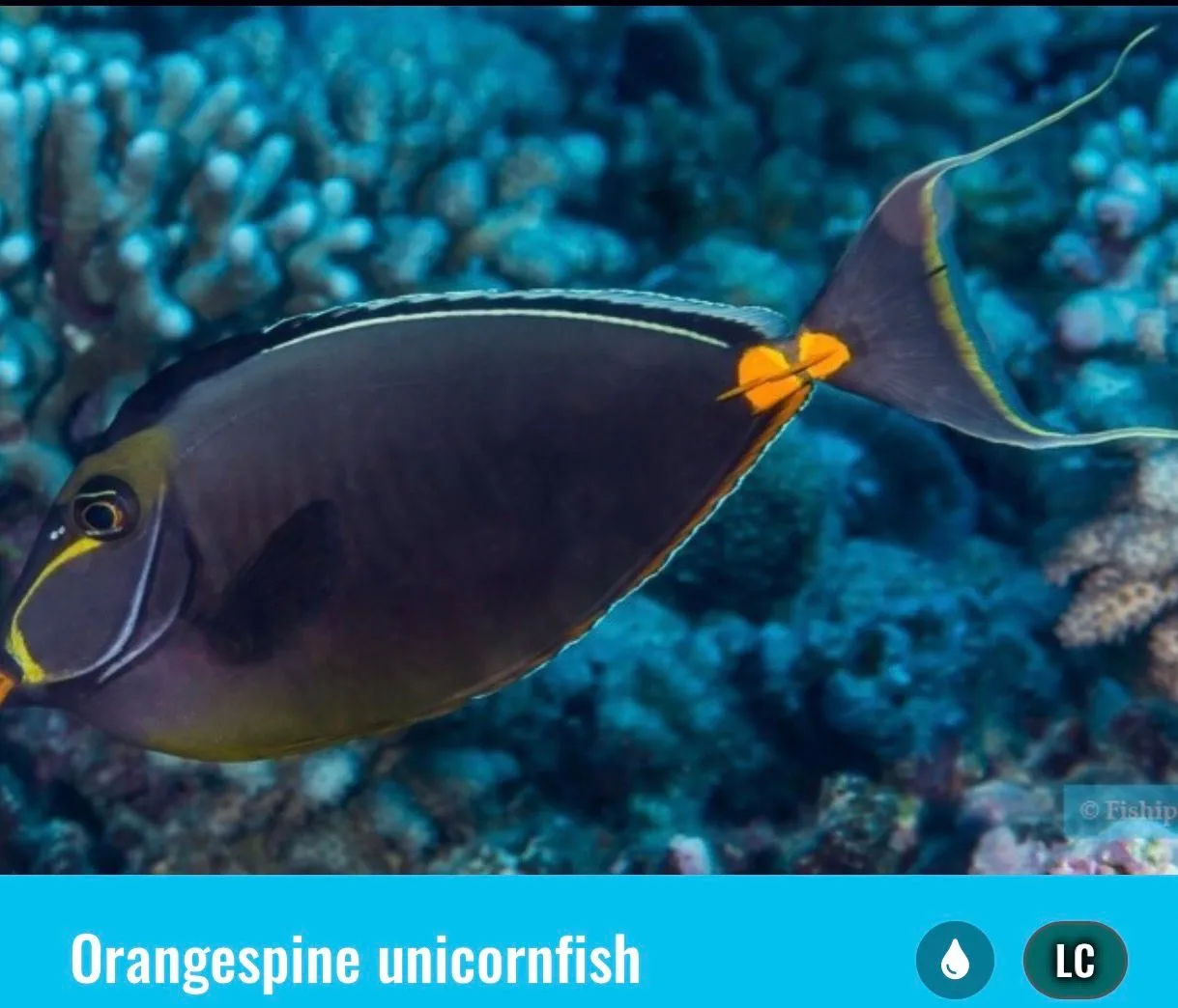 RANGIROA, FRENCH POLYNESIA - More Drift Snorkeling