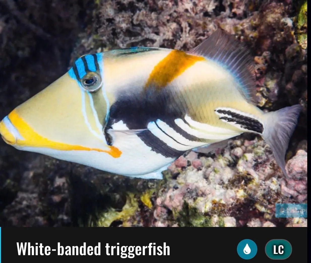 RANGIROA, FRENCH POLYNESIA - More Drift Snorkeling