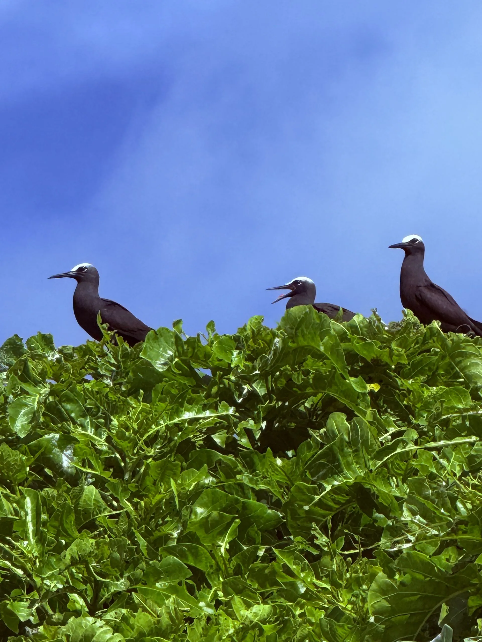HA'APAI , TONGA - MATAFONUA RESORT