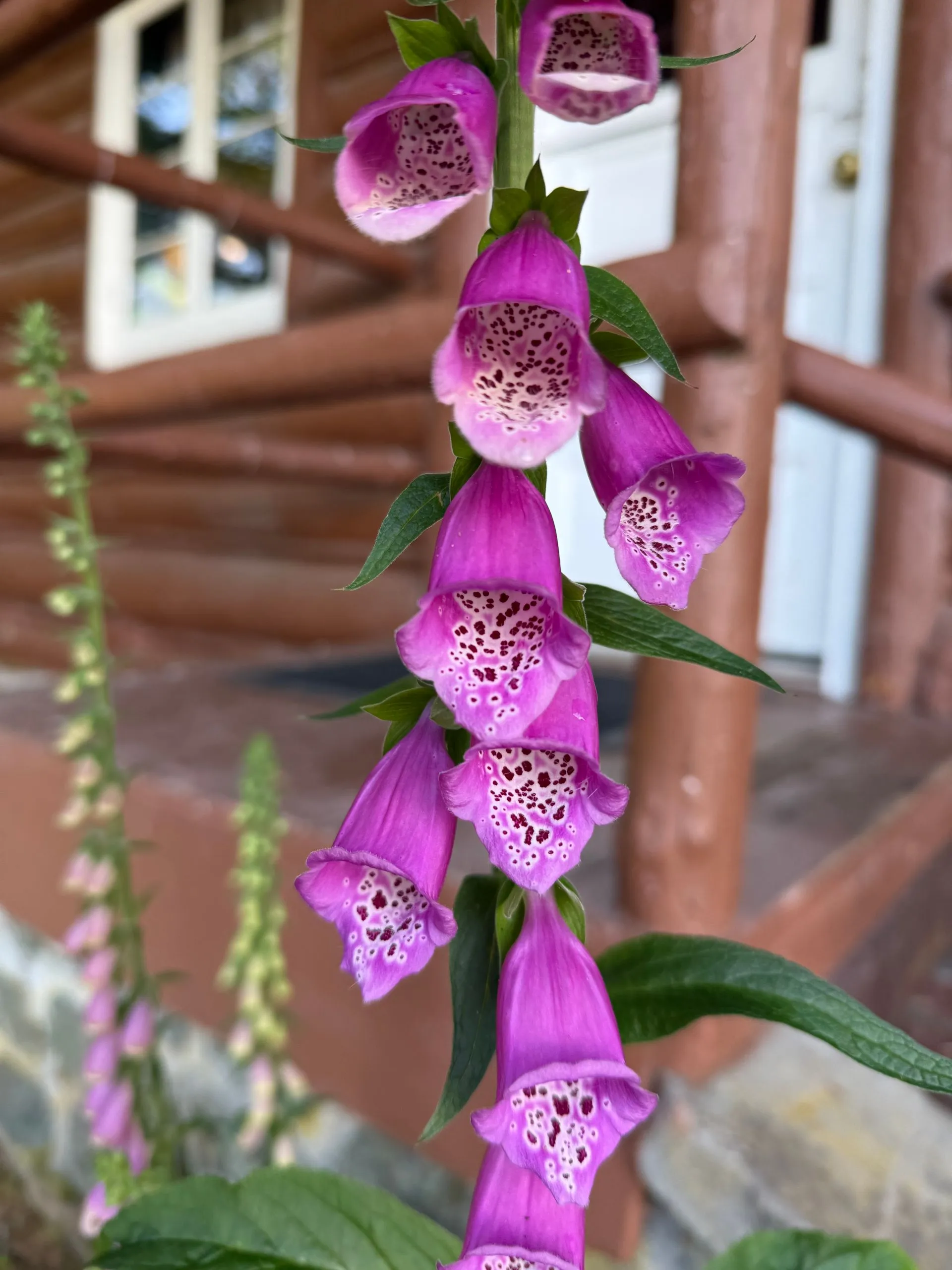 JUNEAU, ALASKA, USA - part 2