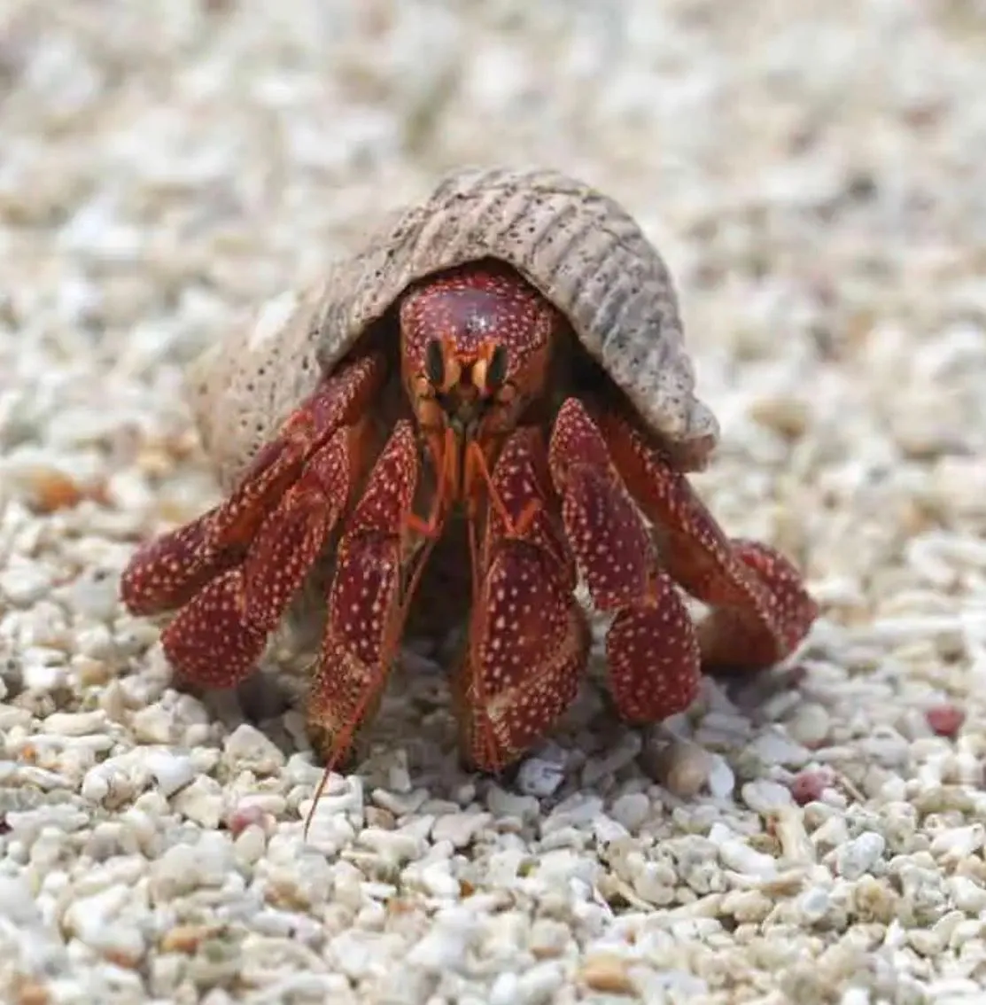 HA'APAI , TONGA - MATAFONUA RESORT