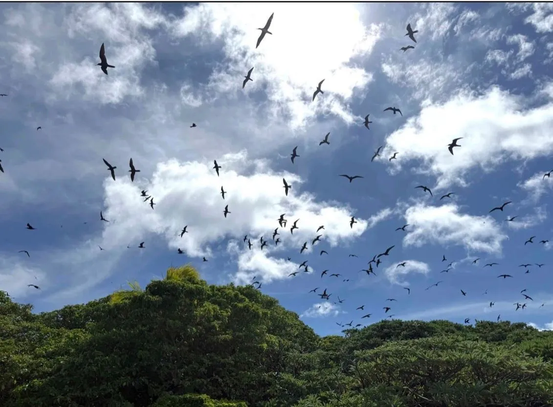HA'APAI , TONGA - MATAFONUA RESORT
