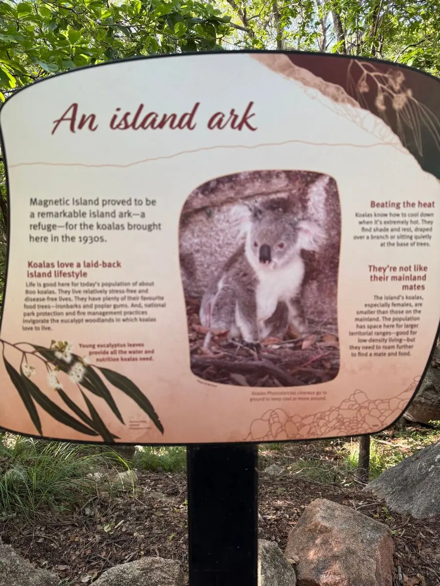 MAGNETIC ISLAND - KOALA'S