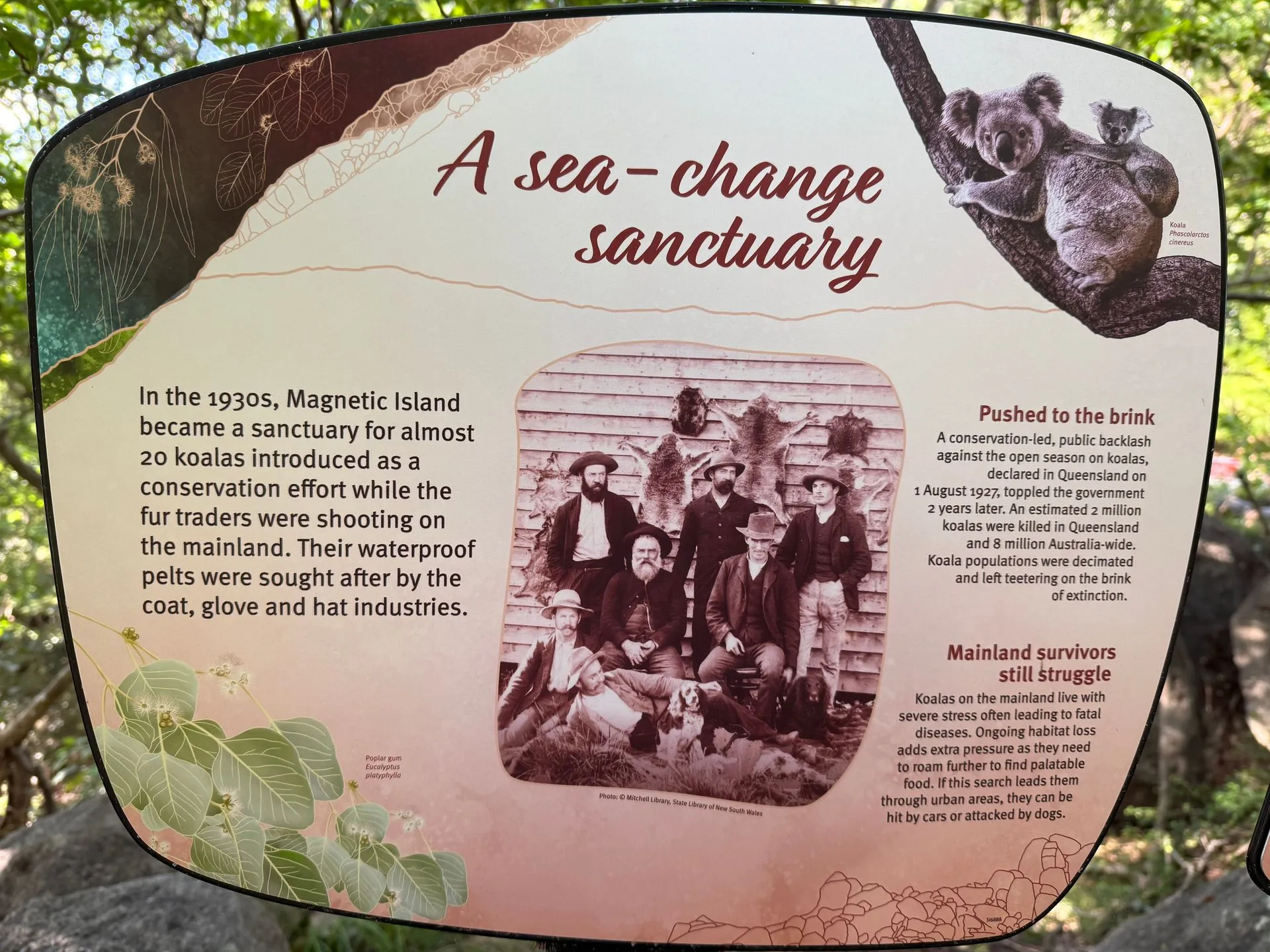 MAGNETIC ISLAND - KOALA'S