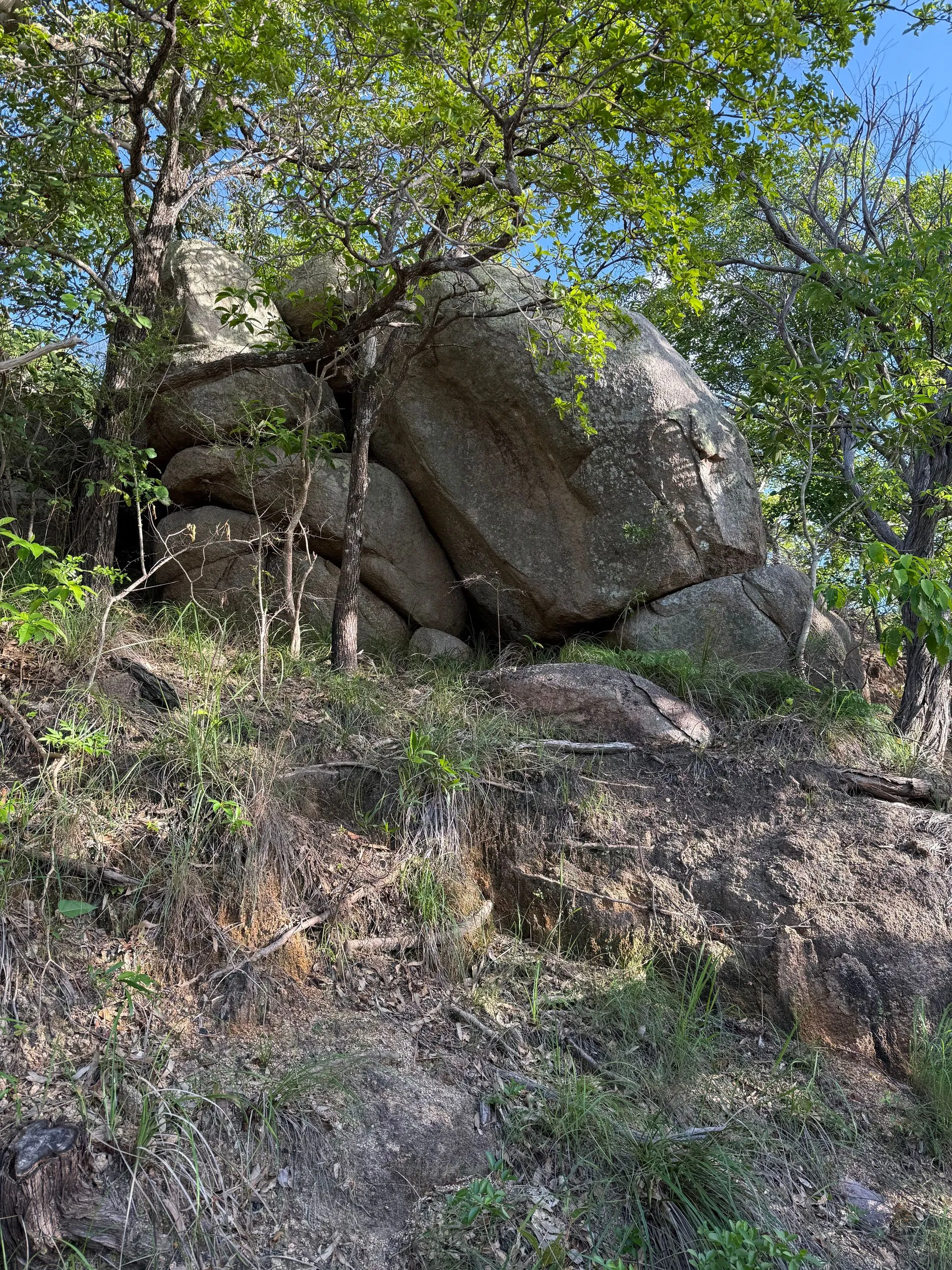 MAGNETIC ISLAND - KOALA'S