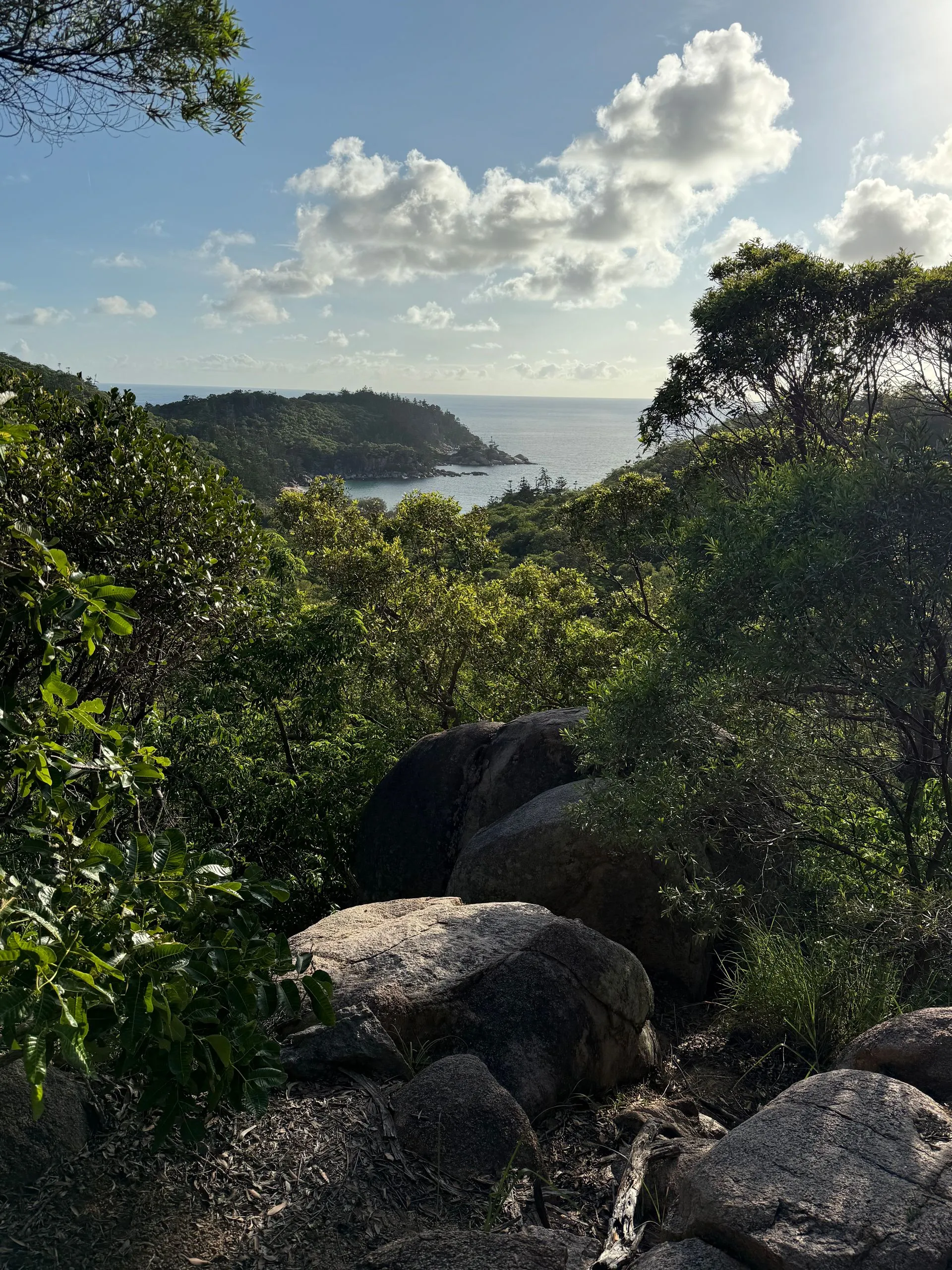 MAGNETIC ISLAND - KOALA'S