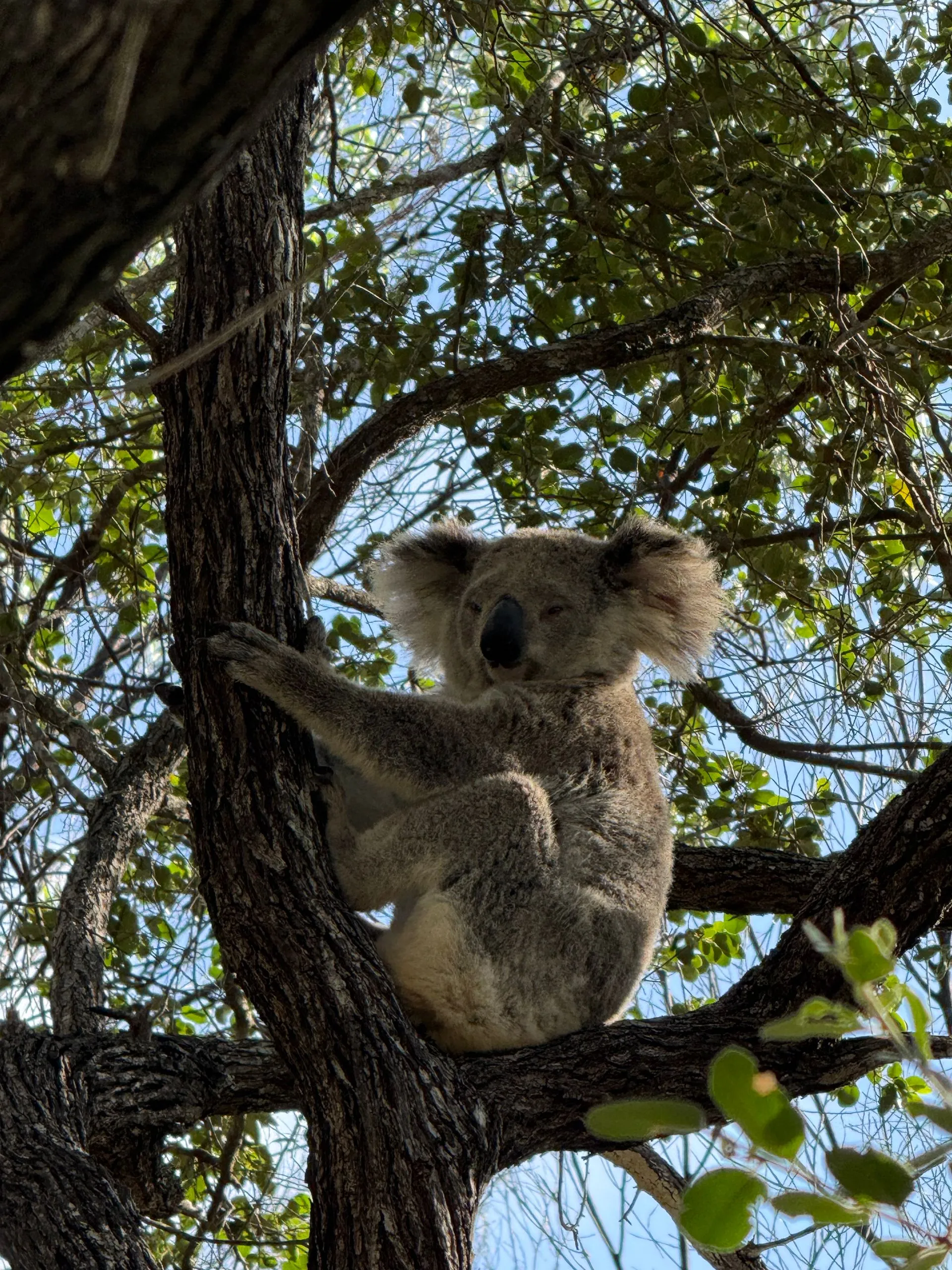 MAGNETIC ISLAND - KOALA'S