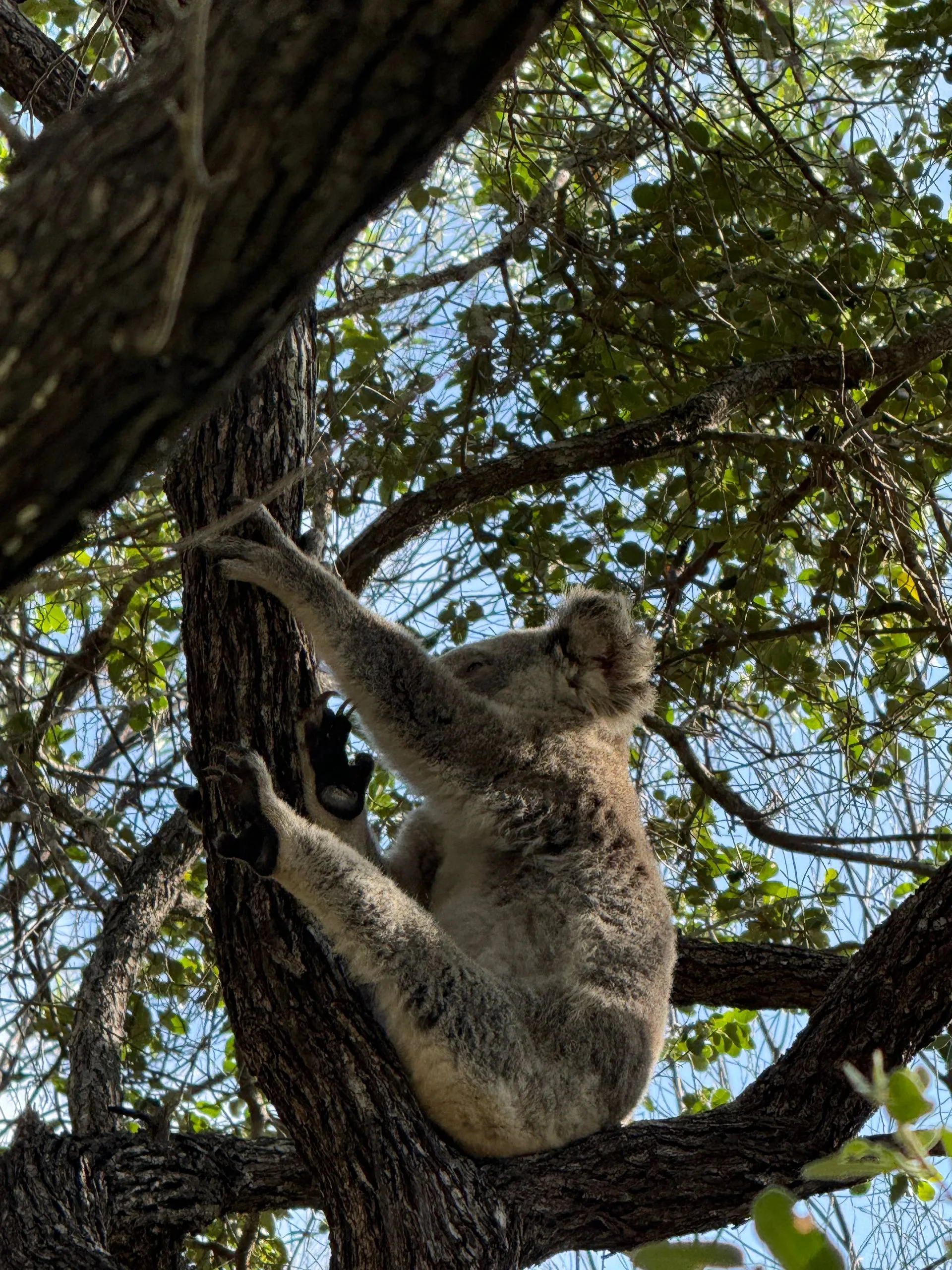 MAGNETIC ISLAND - KOALA'S