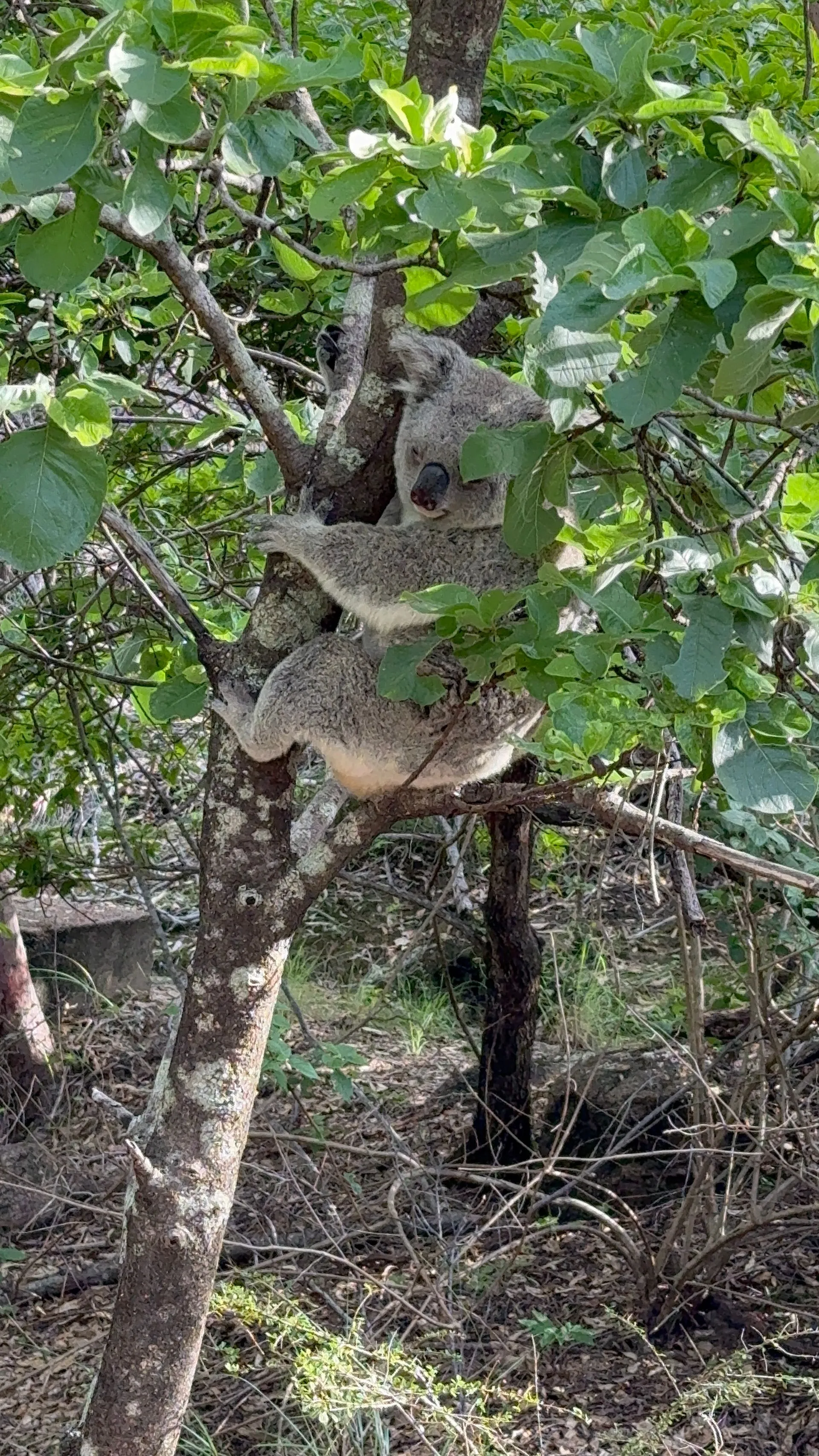 MAGNETIC ISLAND - KOALA'S