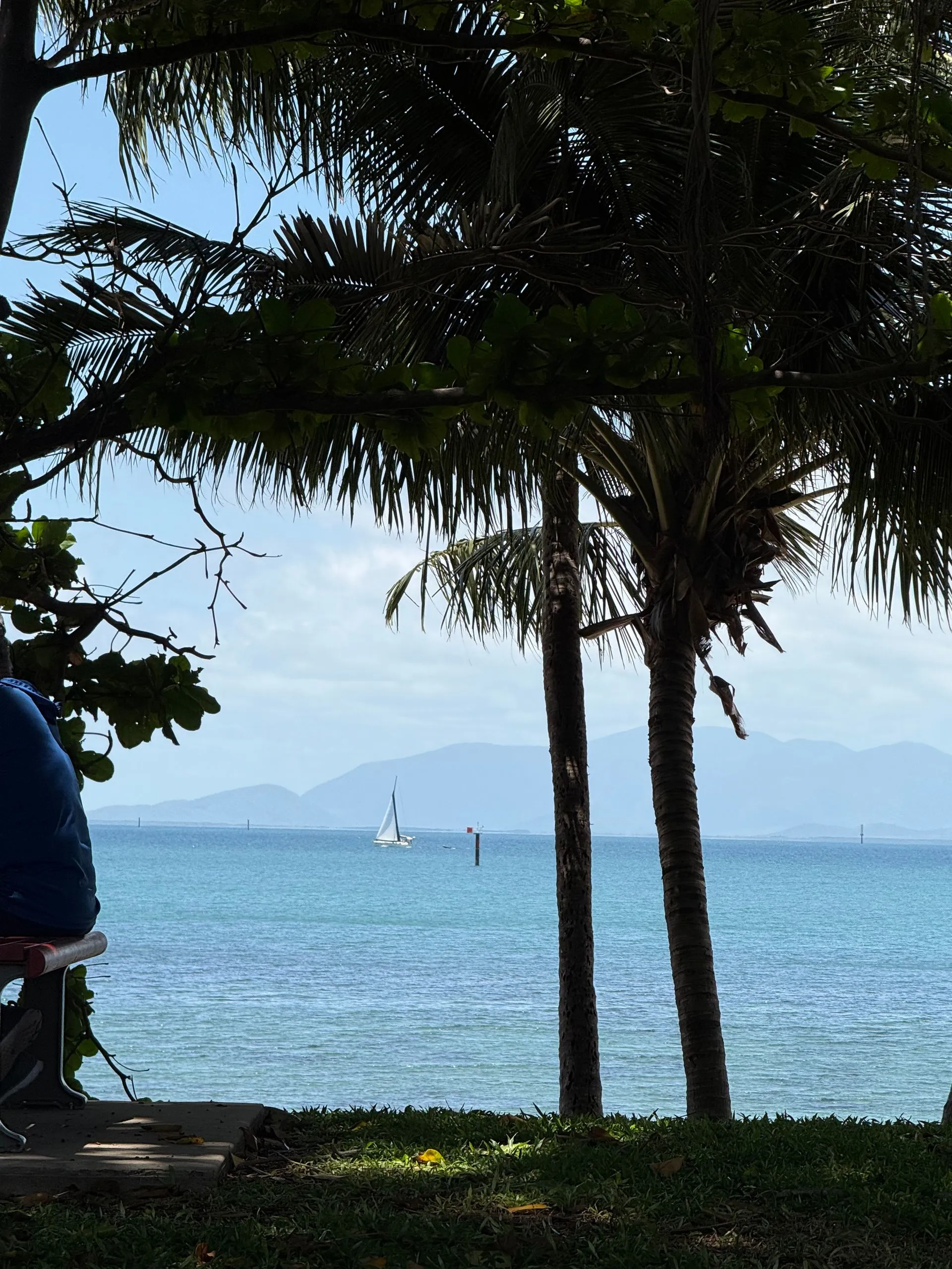 MAGNETIC ISLAND - KOALA'S