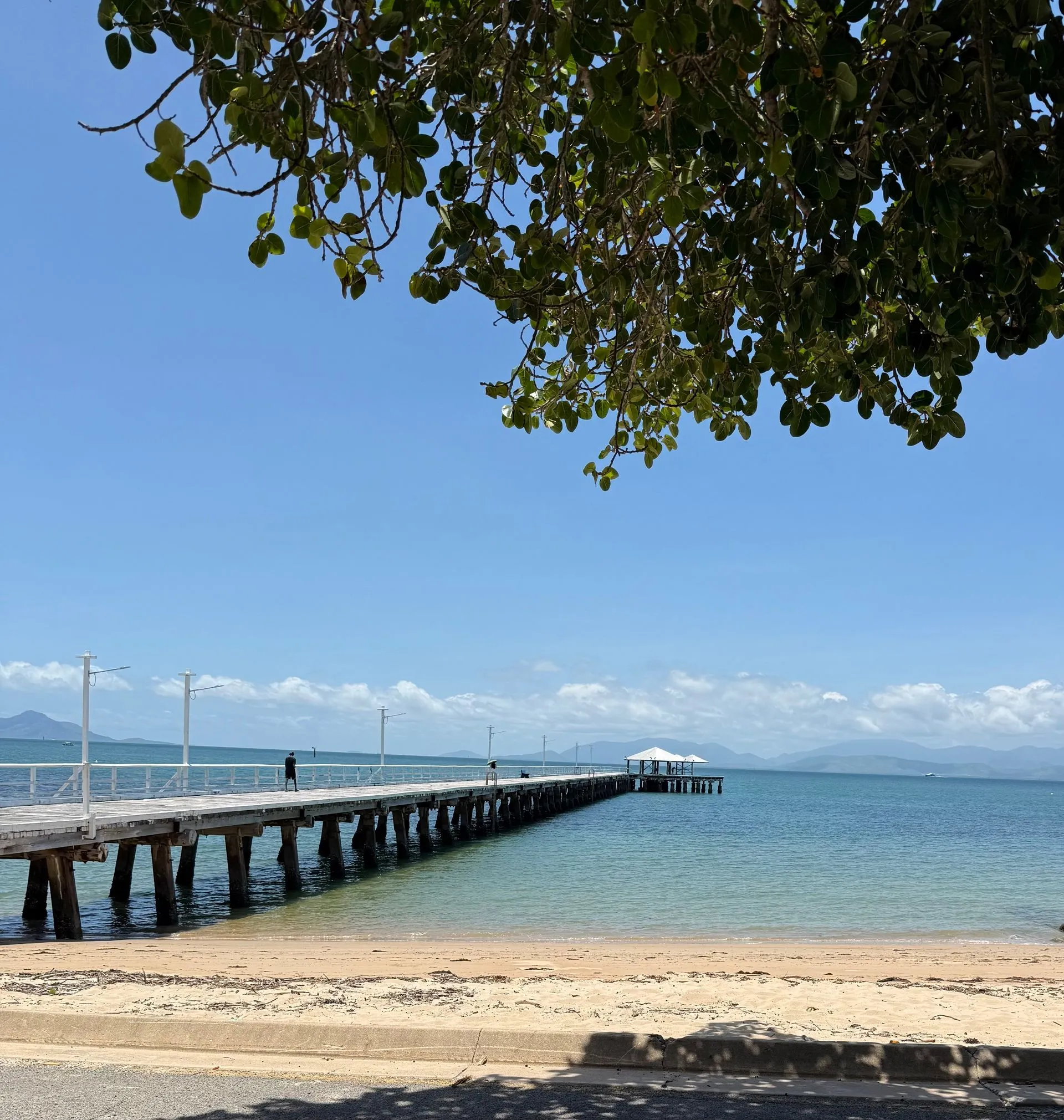 MAGNETIC ISLAND - KOALA'S