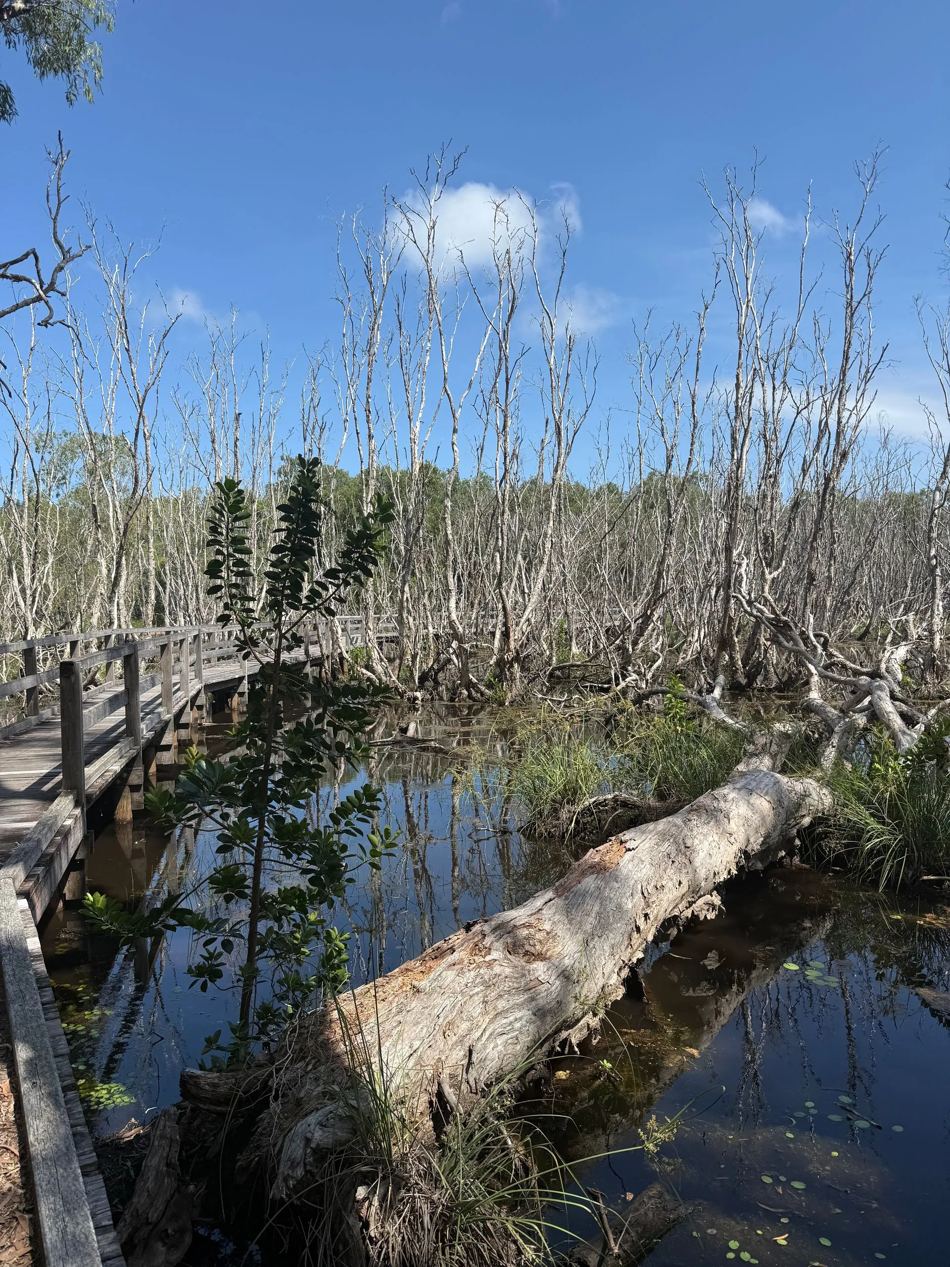 MAGNETIC ISLAND - KOALA'S