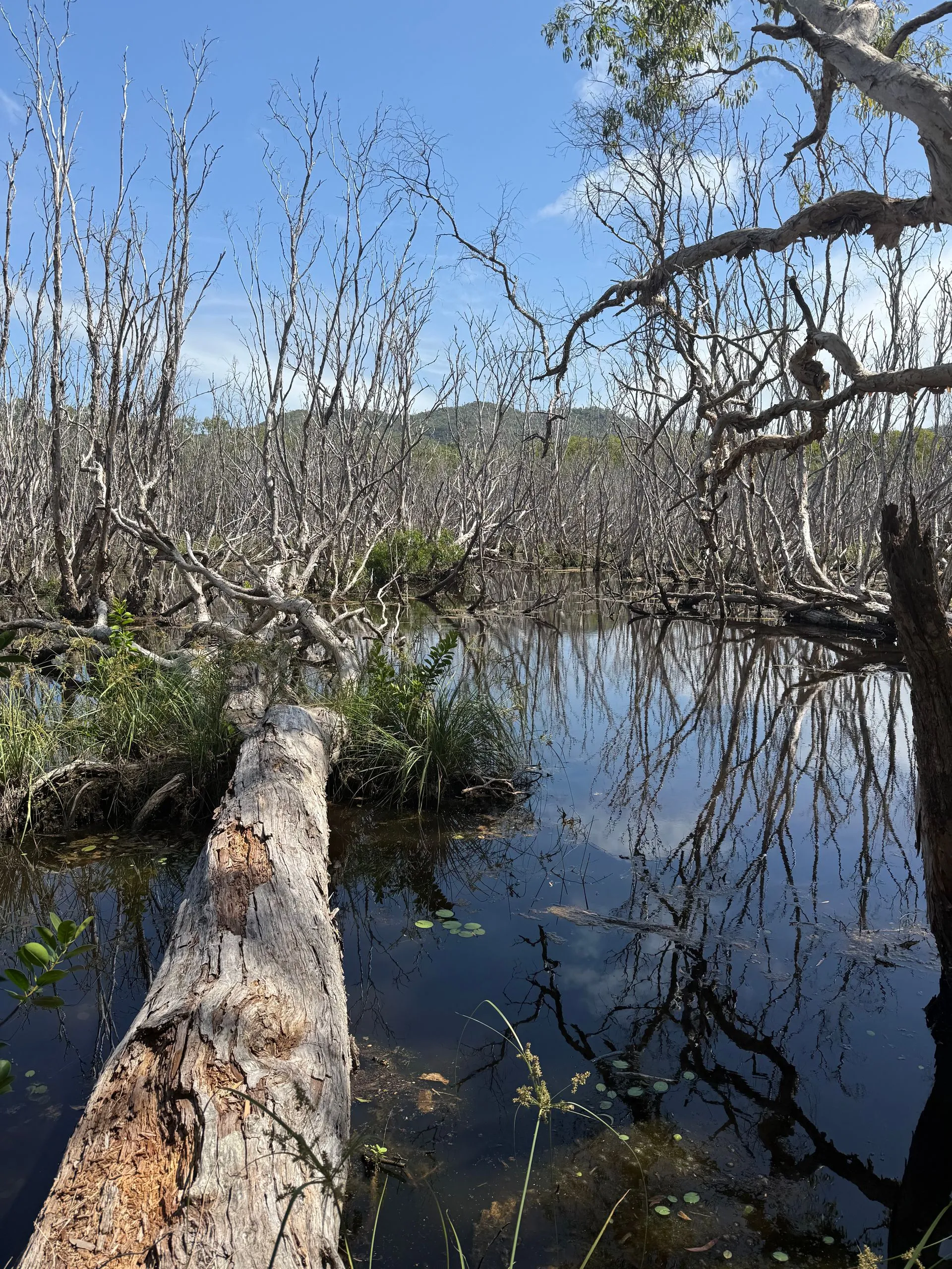 MAGNETIC ISLAND - KOALA'S