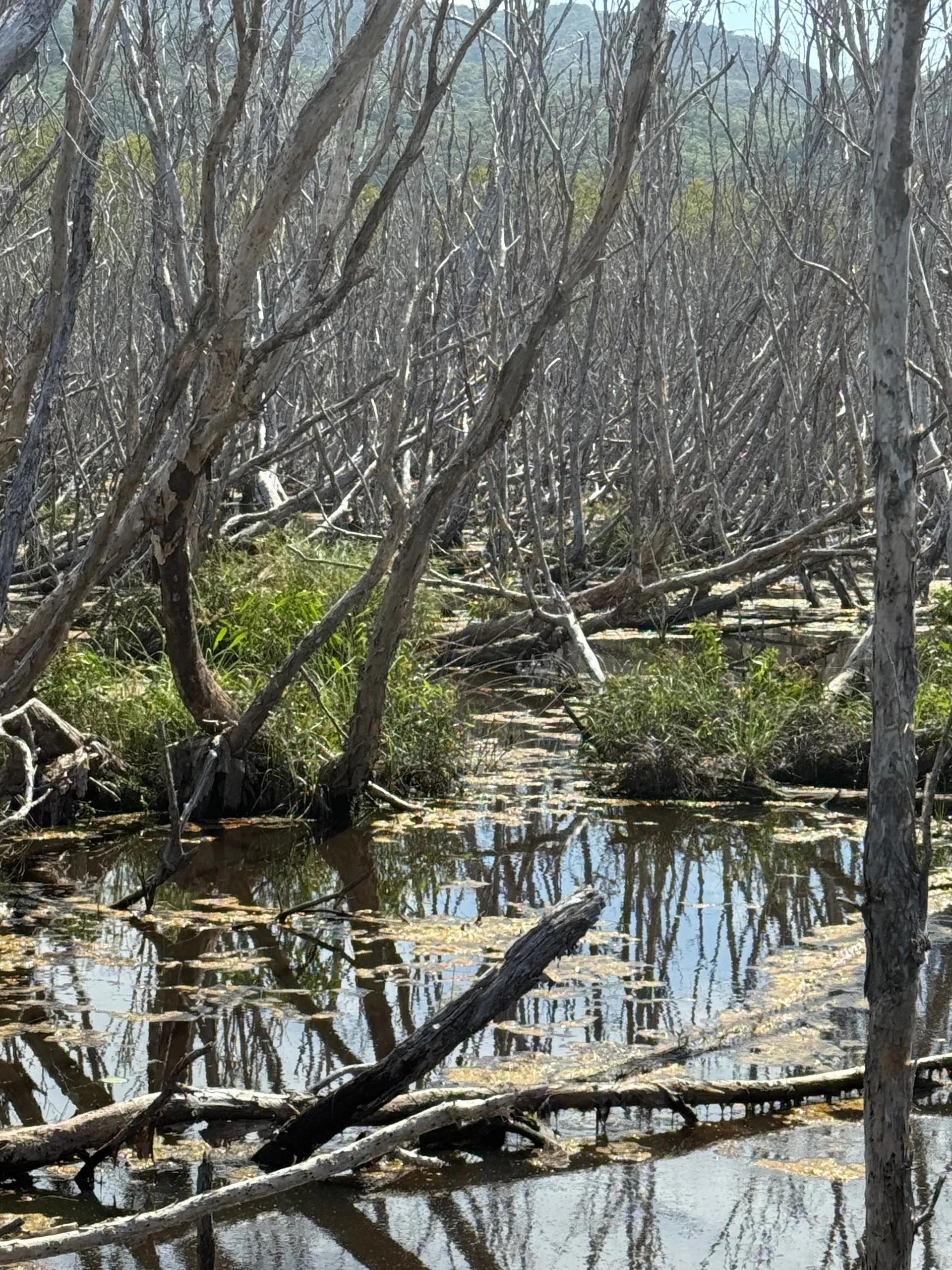 MAGNETIC ISLAND - KOALA'S