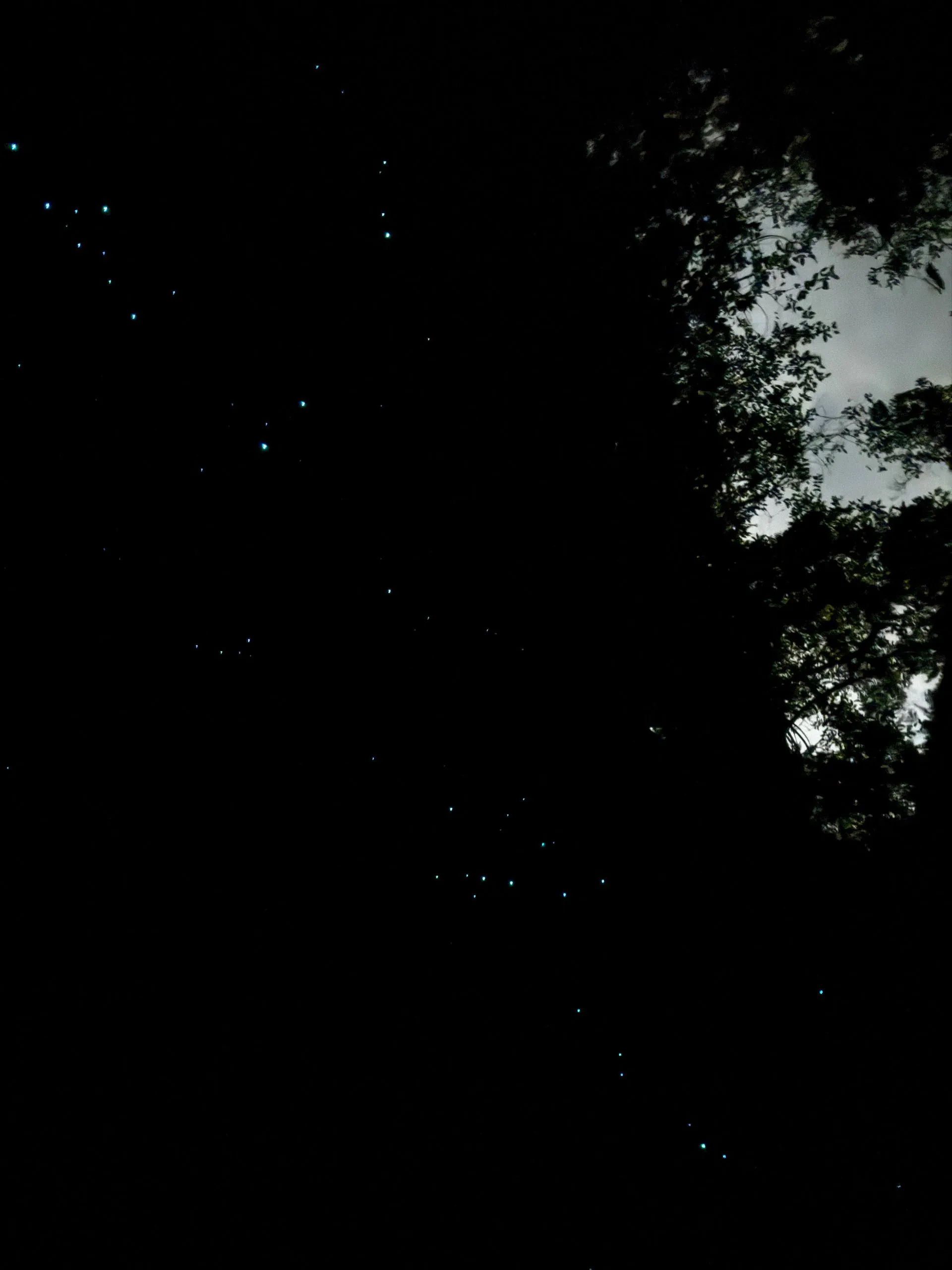 TAURANGA, NEW ZEALAND - GLOW WORMS