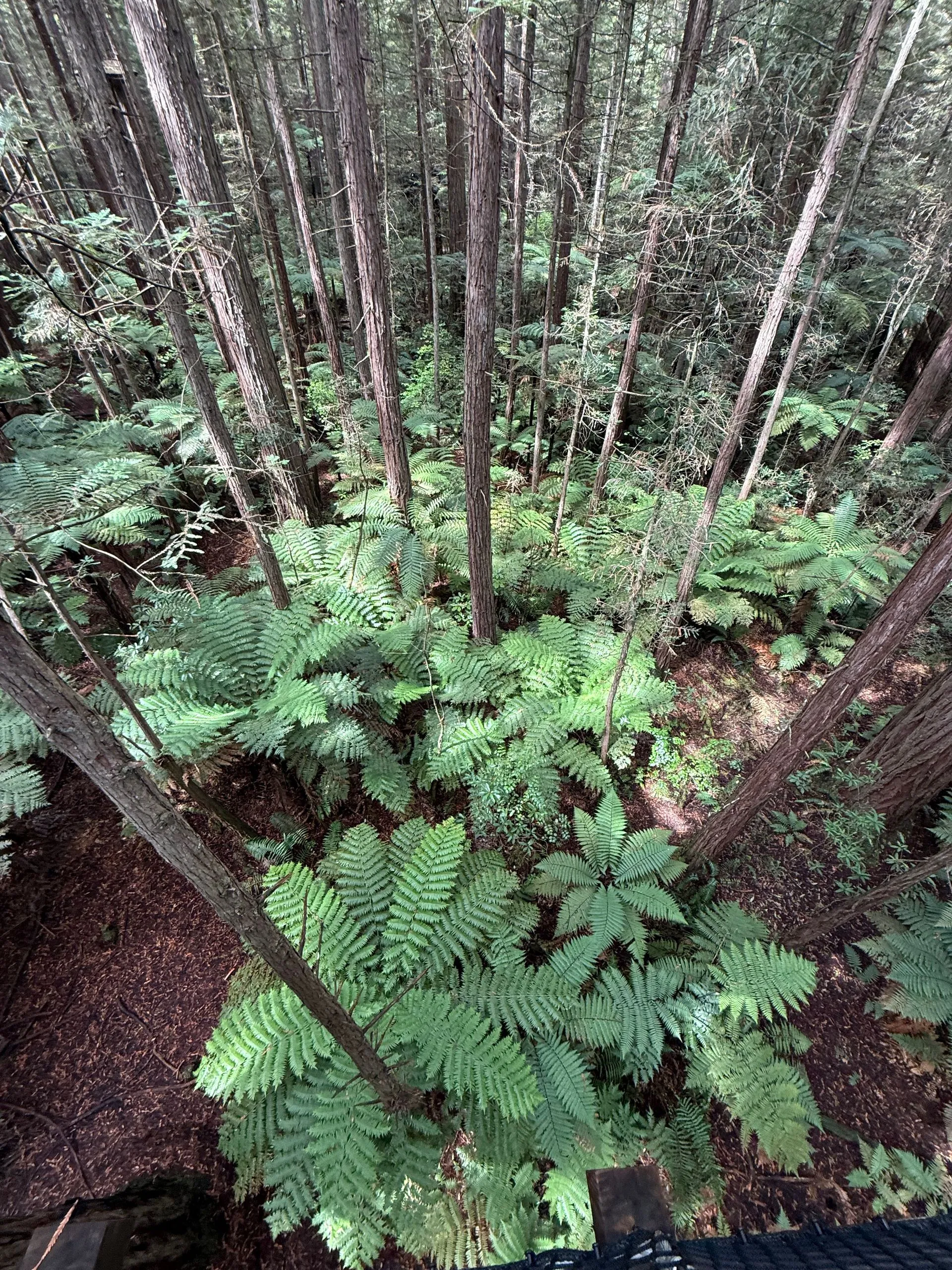 ROTORUA, NEW ZEALAND