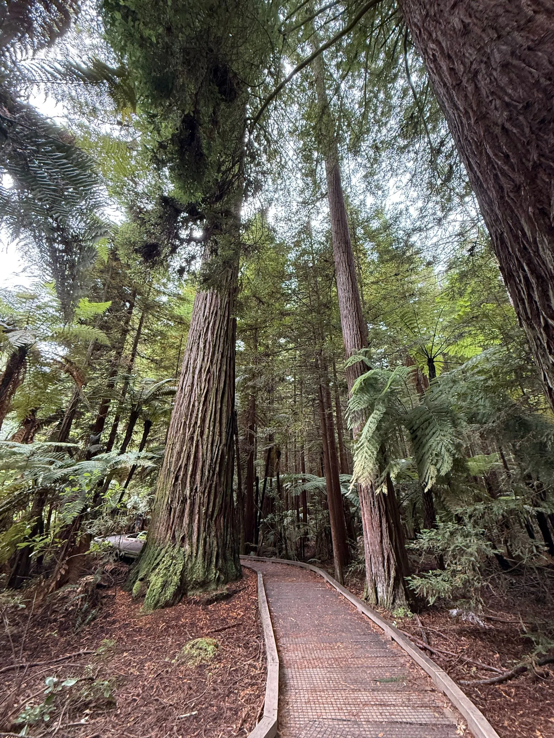 ROTORUA, NEW ZEALAND