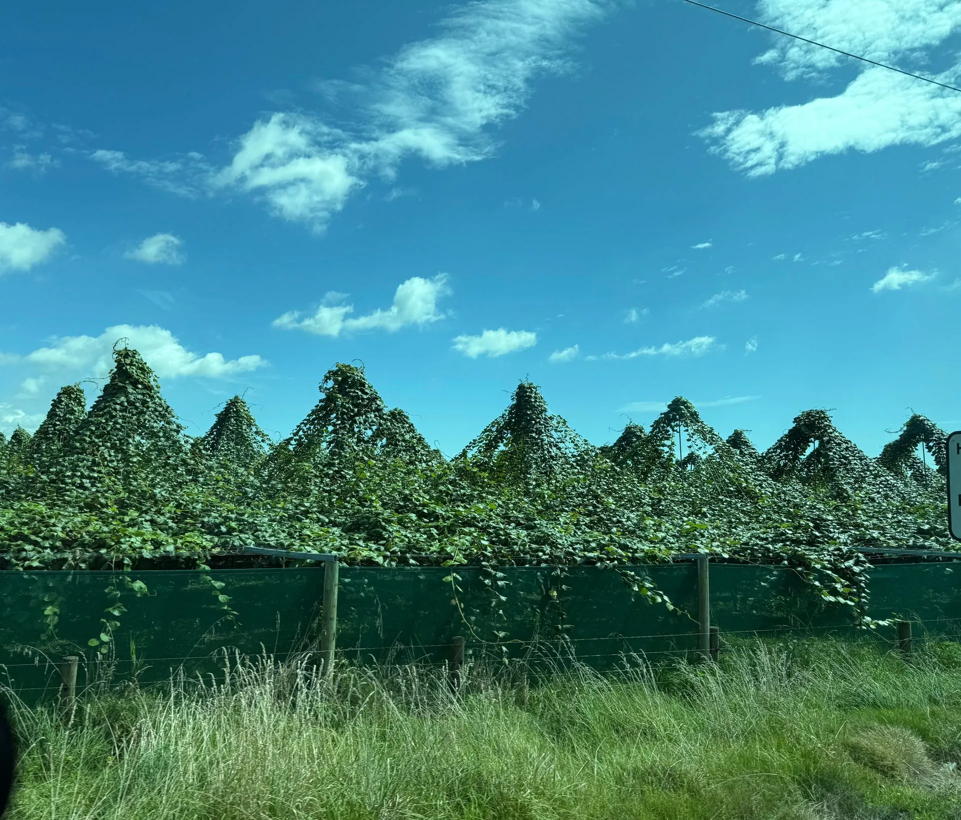 ALONG THE ROAD - TAURANGA  TO ROTORUA, NEW ZEALAND