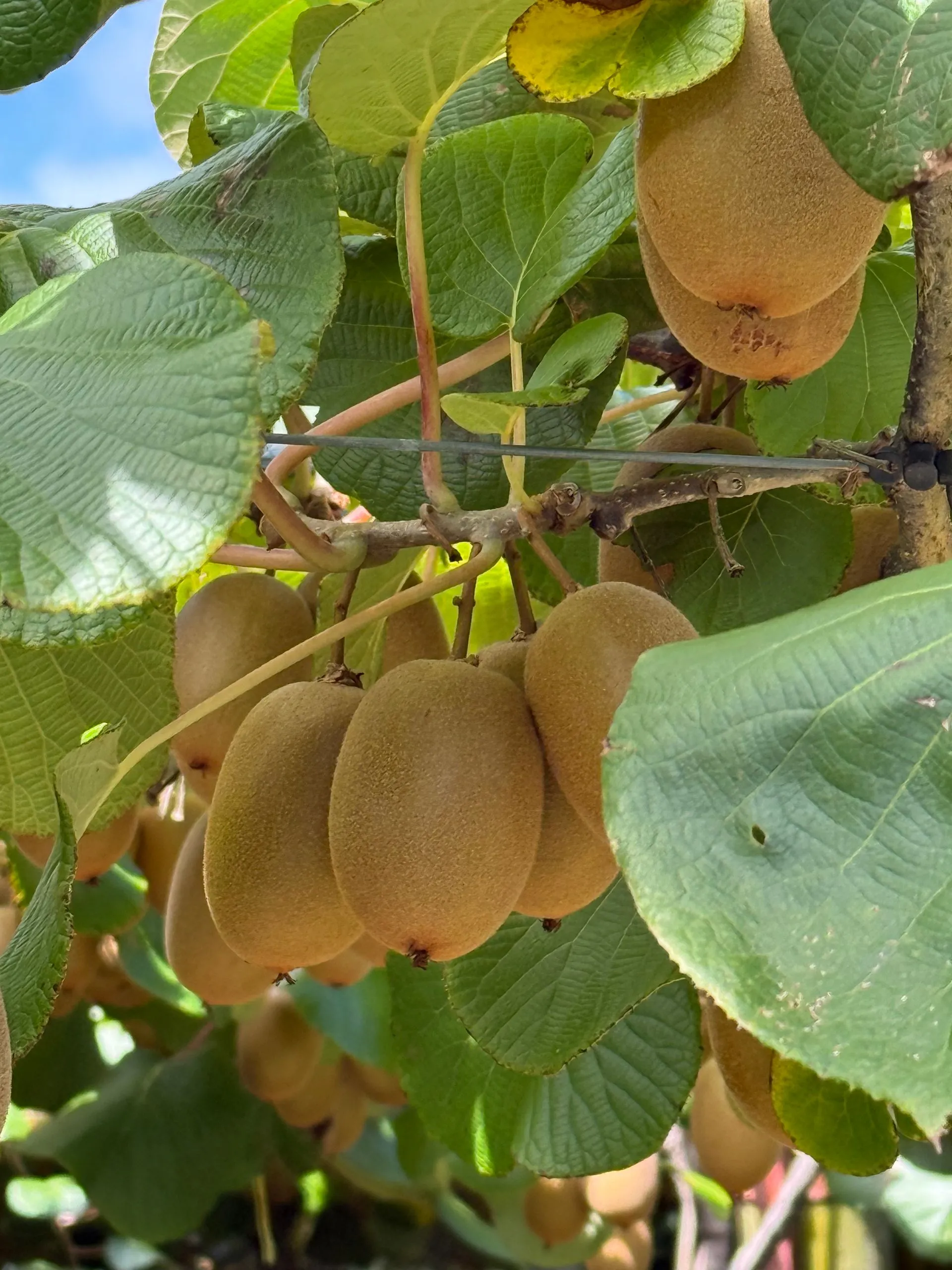 ALONG THE ROAD - TAURANGA  TO ROTORUA, NEW ZEALAND