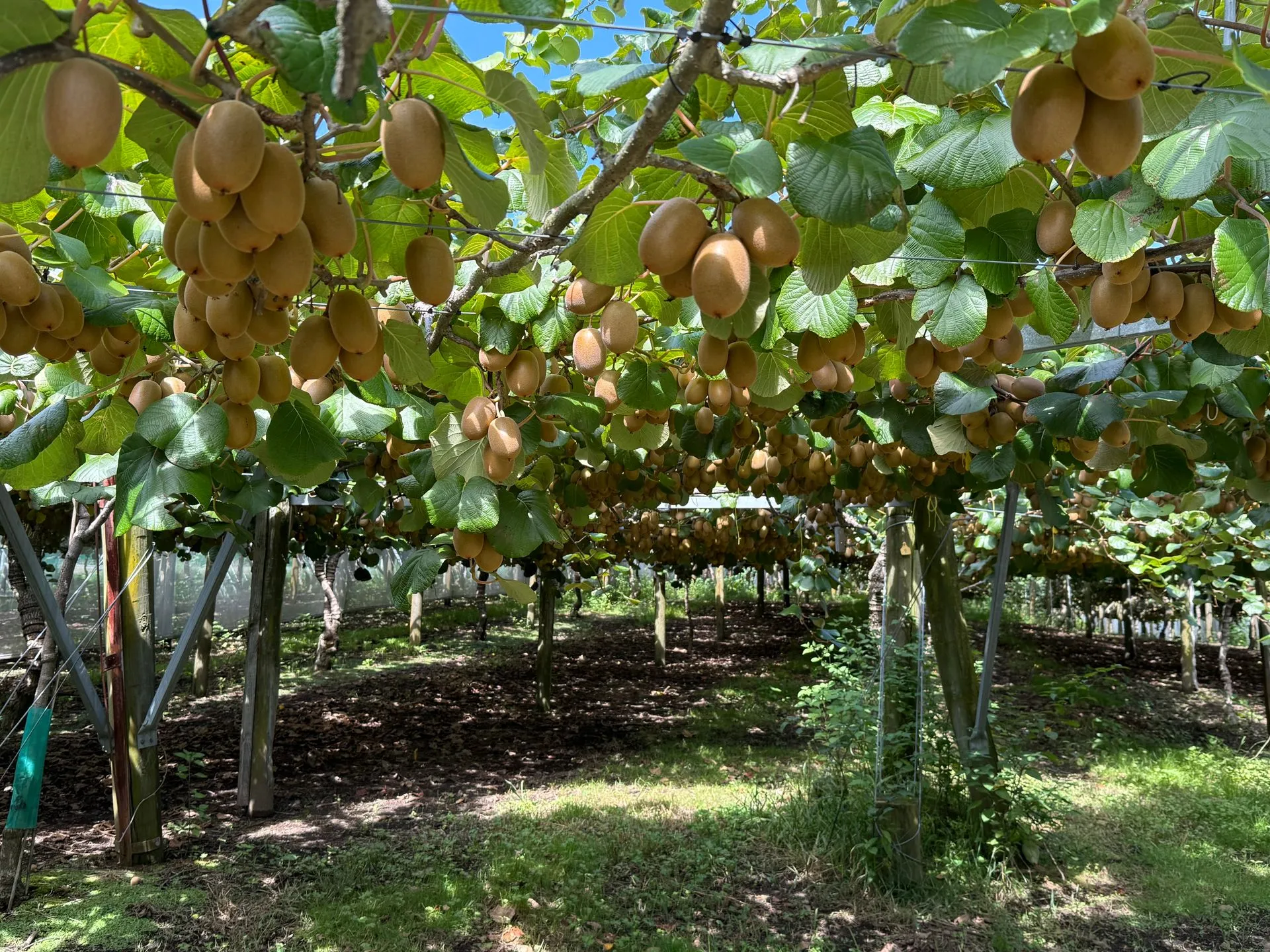 ALONG THE ROAD - TAURANGA  TO ROTORUA, NEW ZEALAND