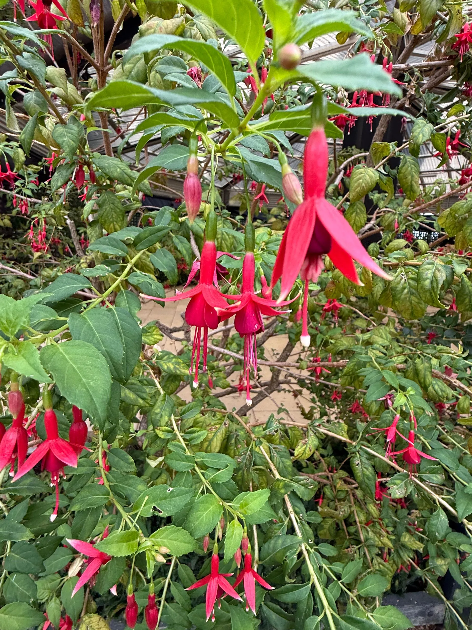 HOBART, TASMANIA, AUSTRALIA