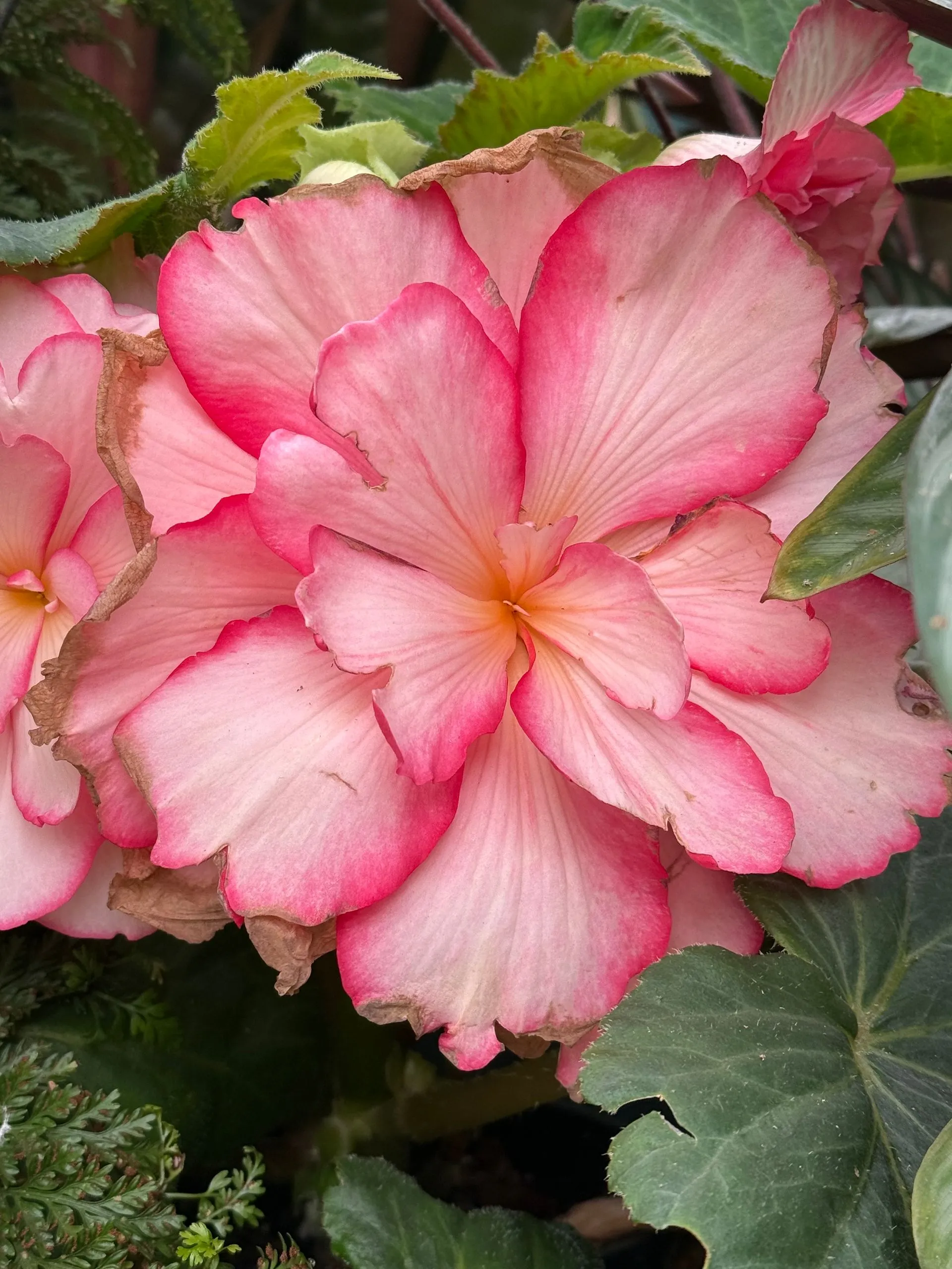 HOBART, TASMANIA, AUSTRALIA