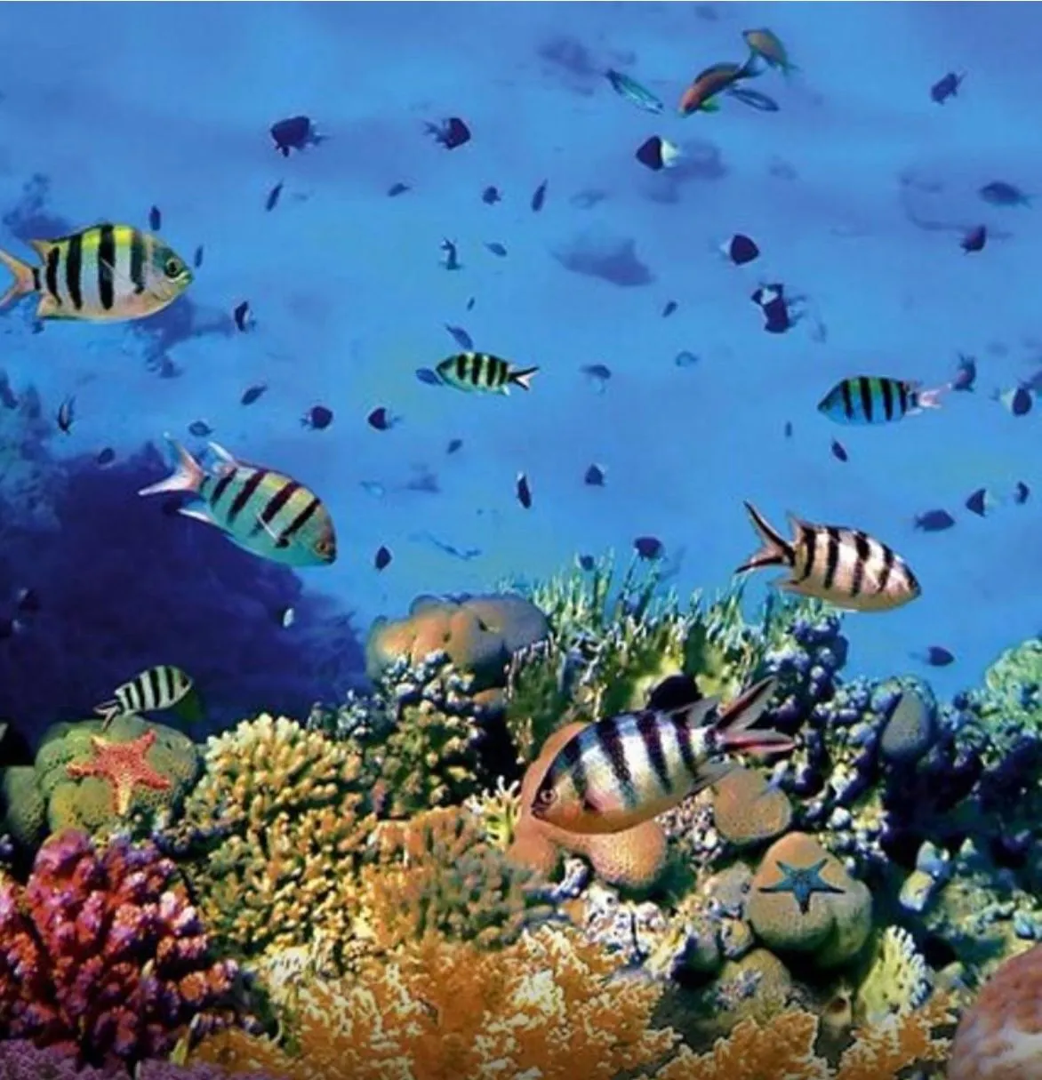 BUNAKEN ISLAND, INDONESIA