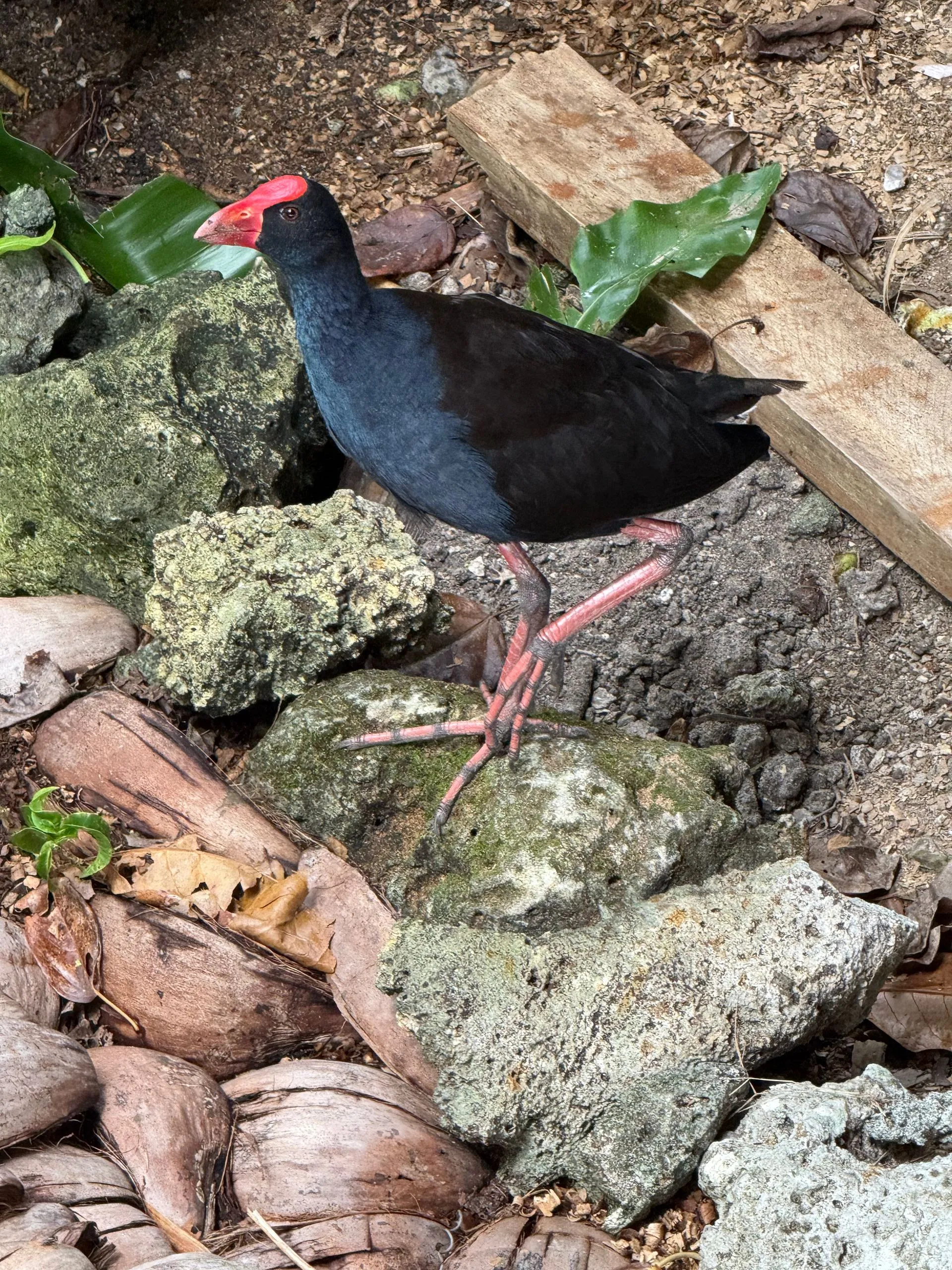 UEPI ISLAND, SOLOMON ISLANDS