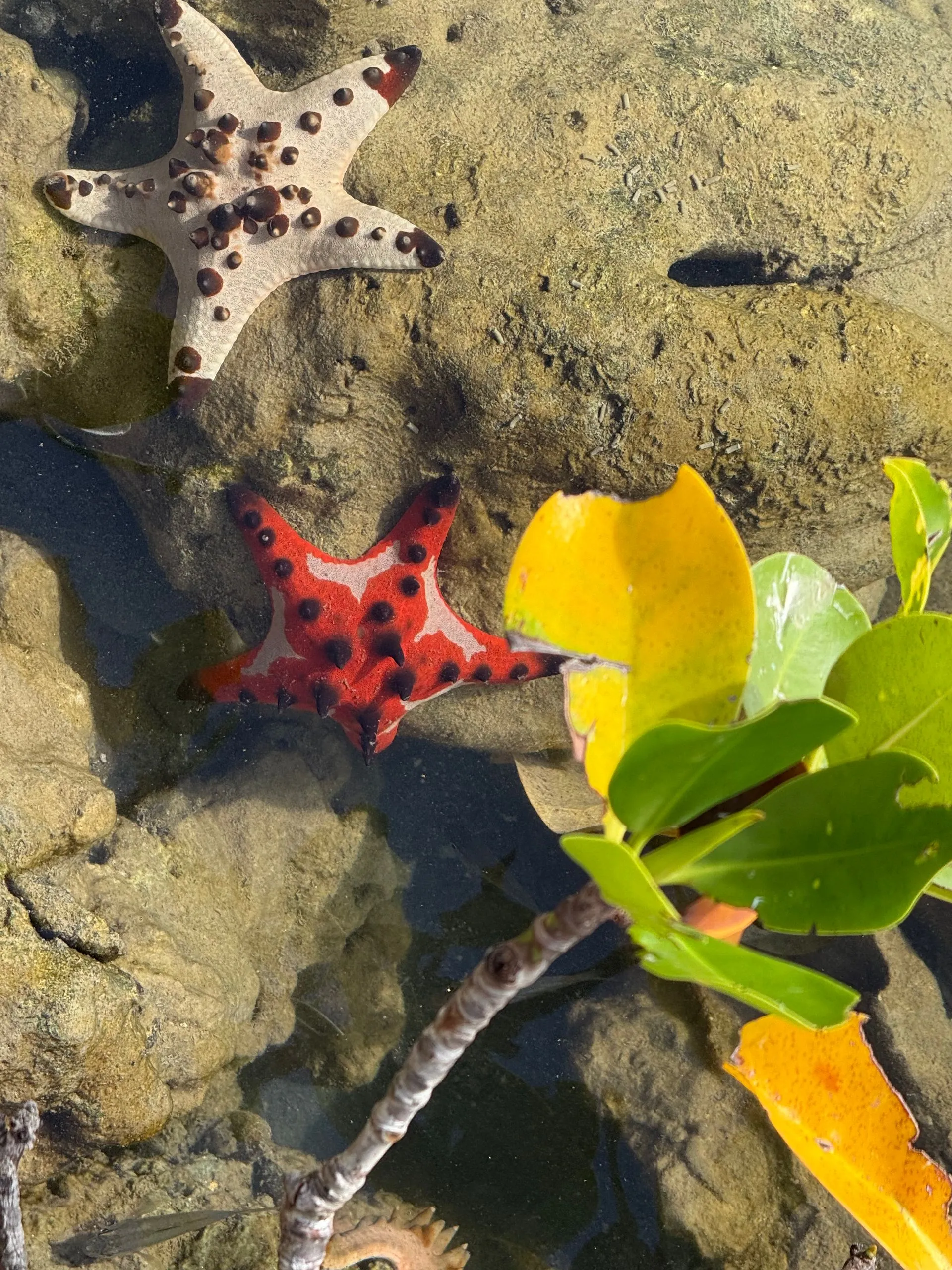 Flying back to Ship - 3 part journey