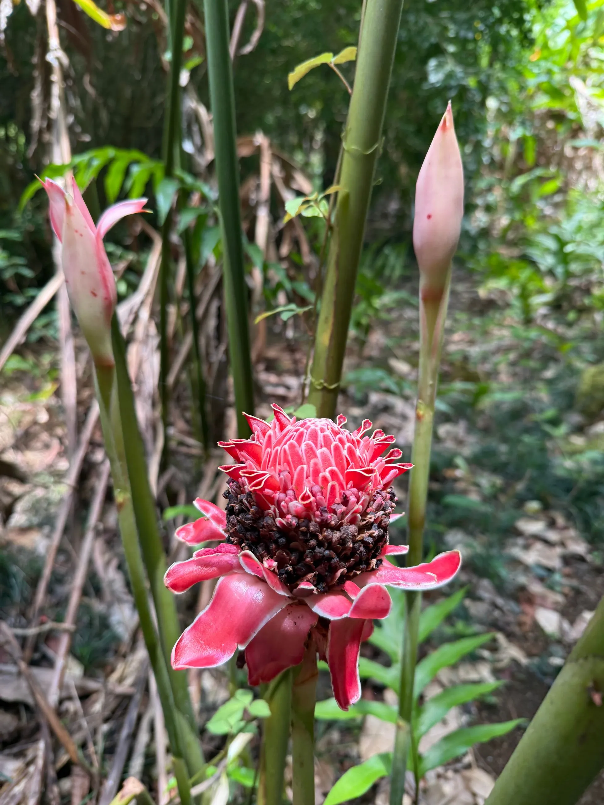 EFATE ISLAND, SOLOMON ISLANDS - Continued