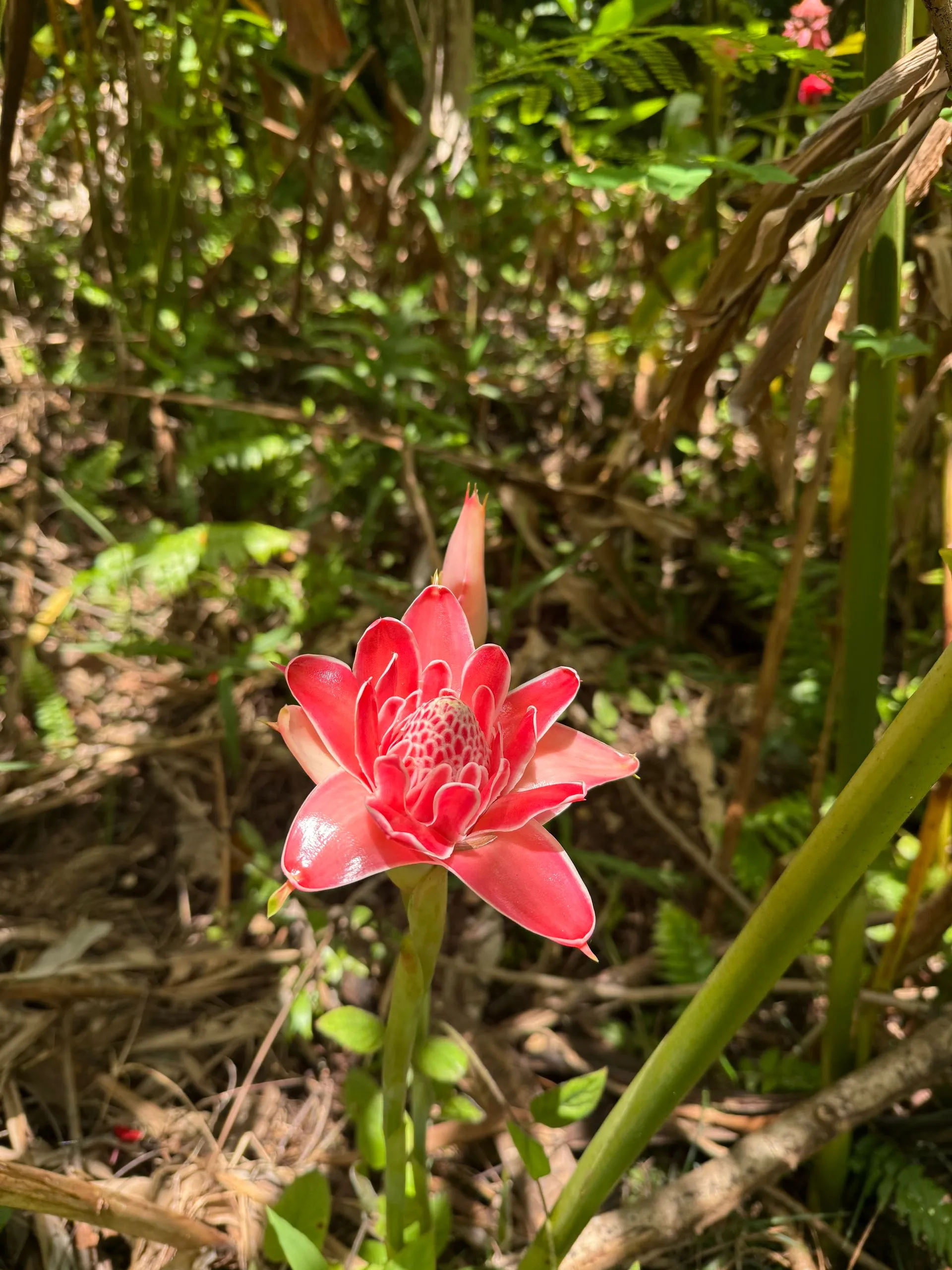 EFATE ISLAND, SOLOMON ISLANDS - Continued
