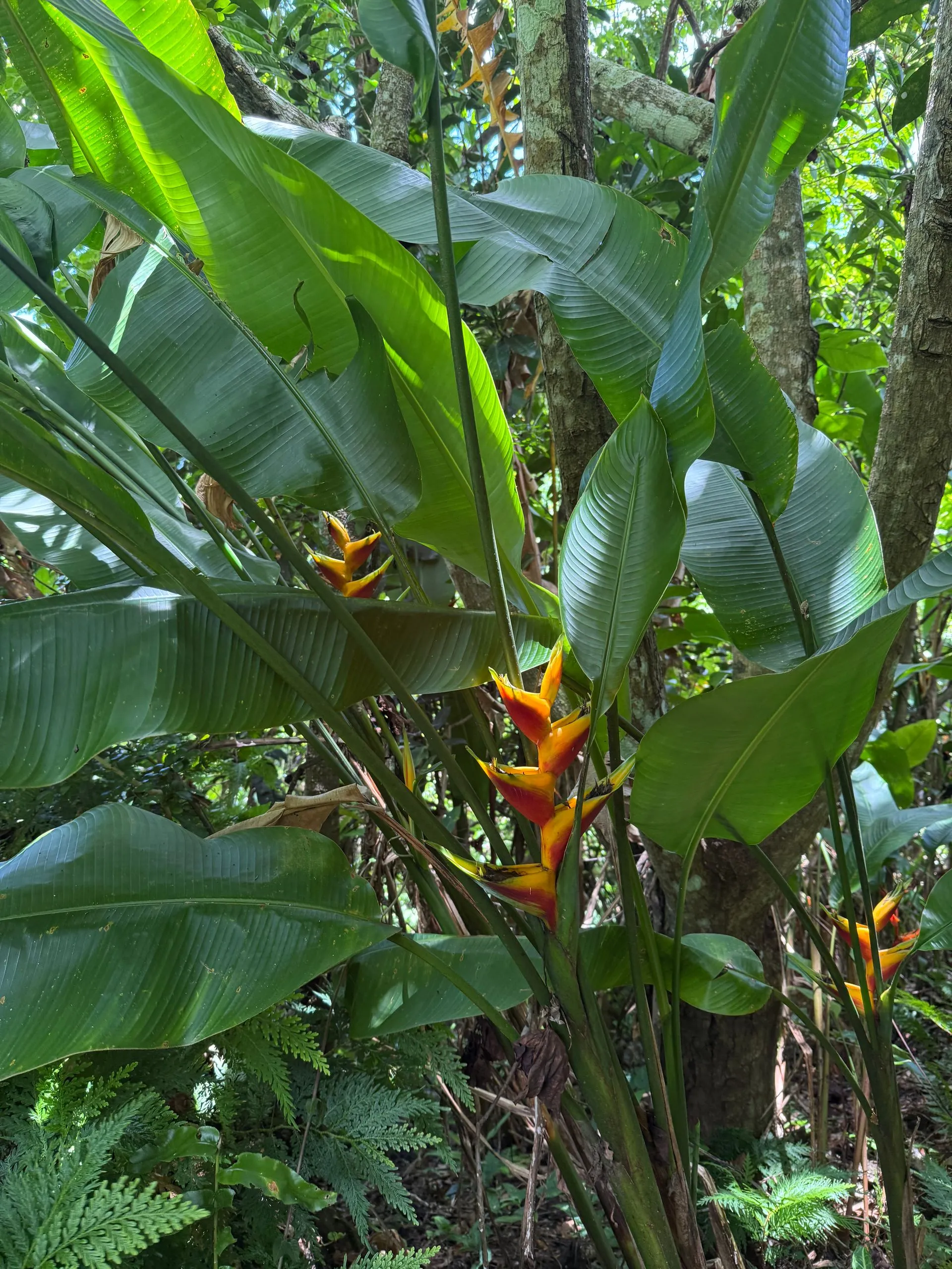 EFATE ISLAND, SOLOMON ISLANDS - Continued