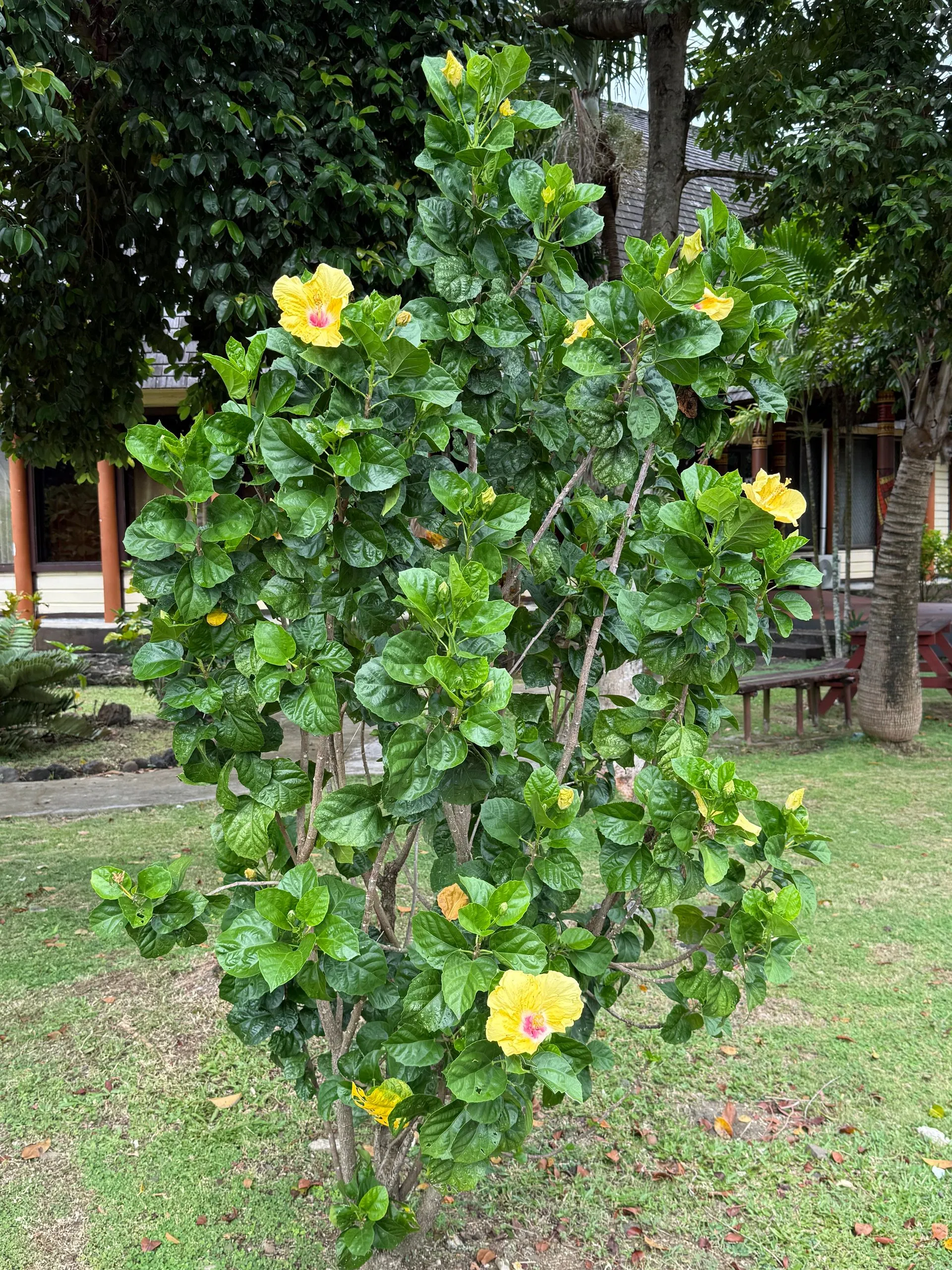 APIA, UPOLU ISLAND, SAMOA