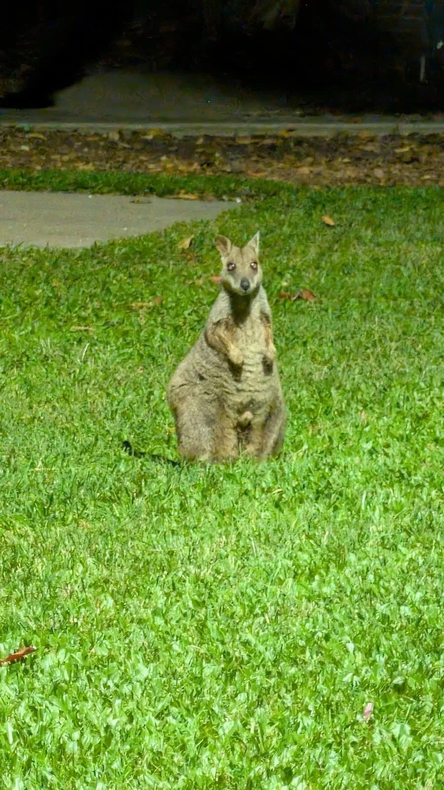 MAGNETIC ISLAND - KOALA'S