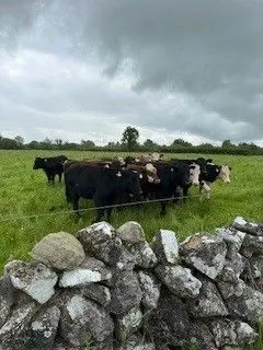 Bovine enlightenment