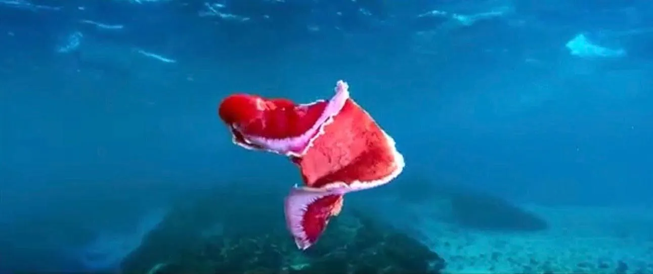 HA'APAI, TONGA  - ELUSIVE SEARCHES