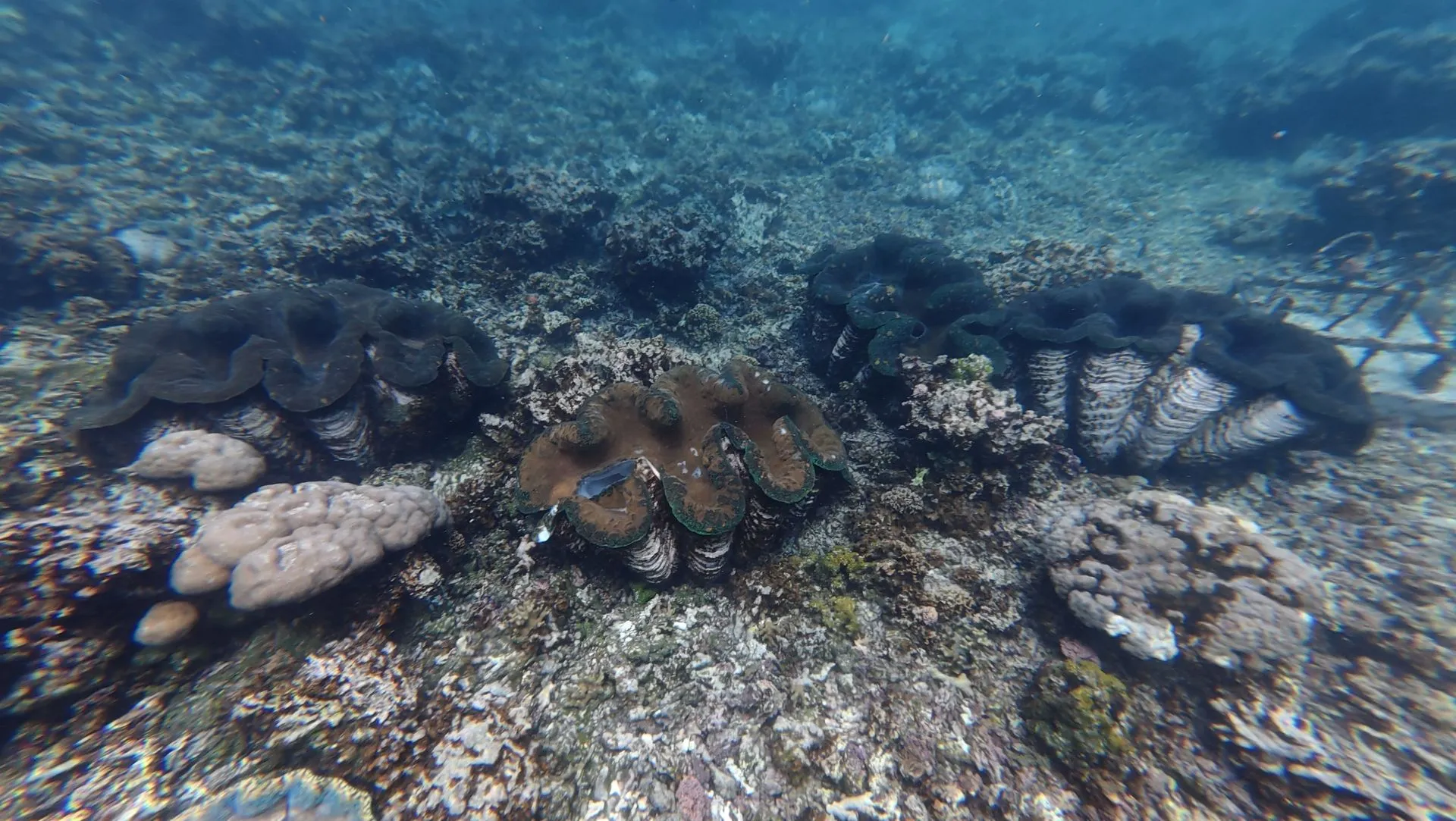 SAVAIA, LEFAGA, UPOLU ISLAND, SAMOA