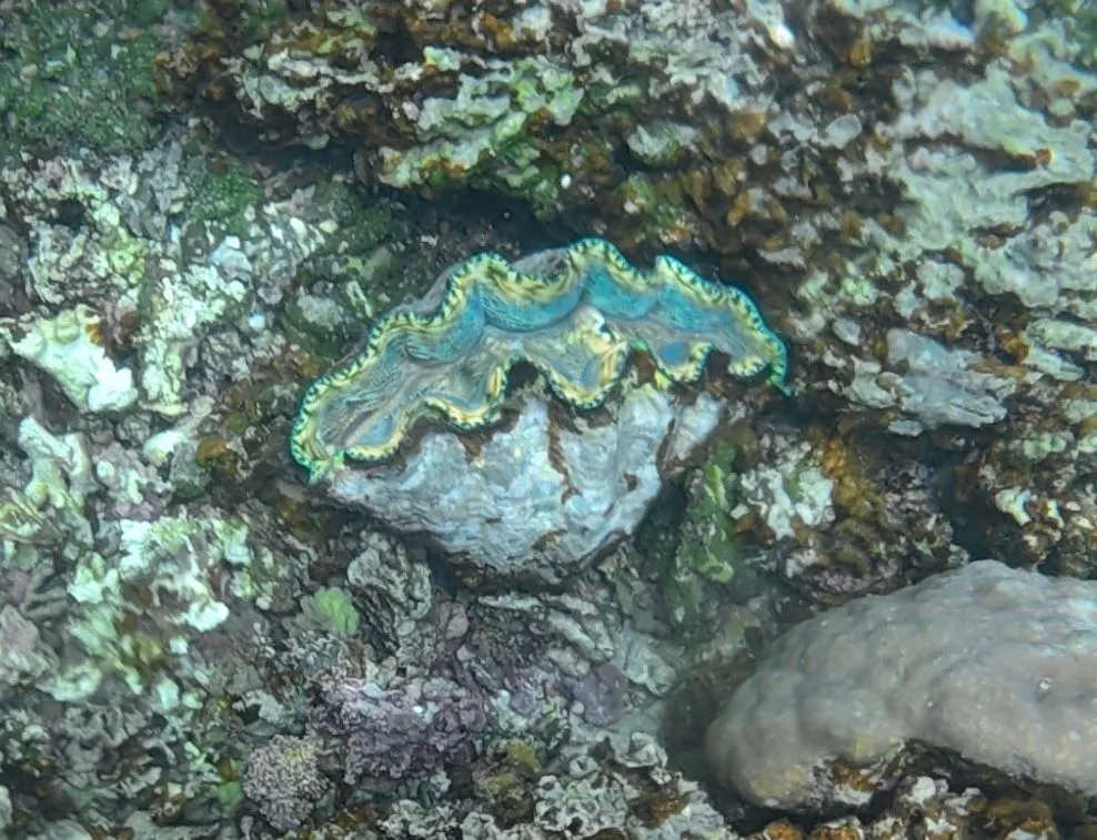 SAVAIA, LEFAGA, UPOLU ISLAND, SAMOA